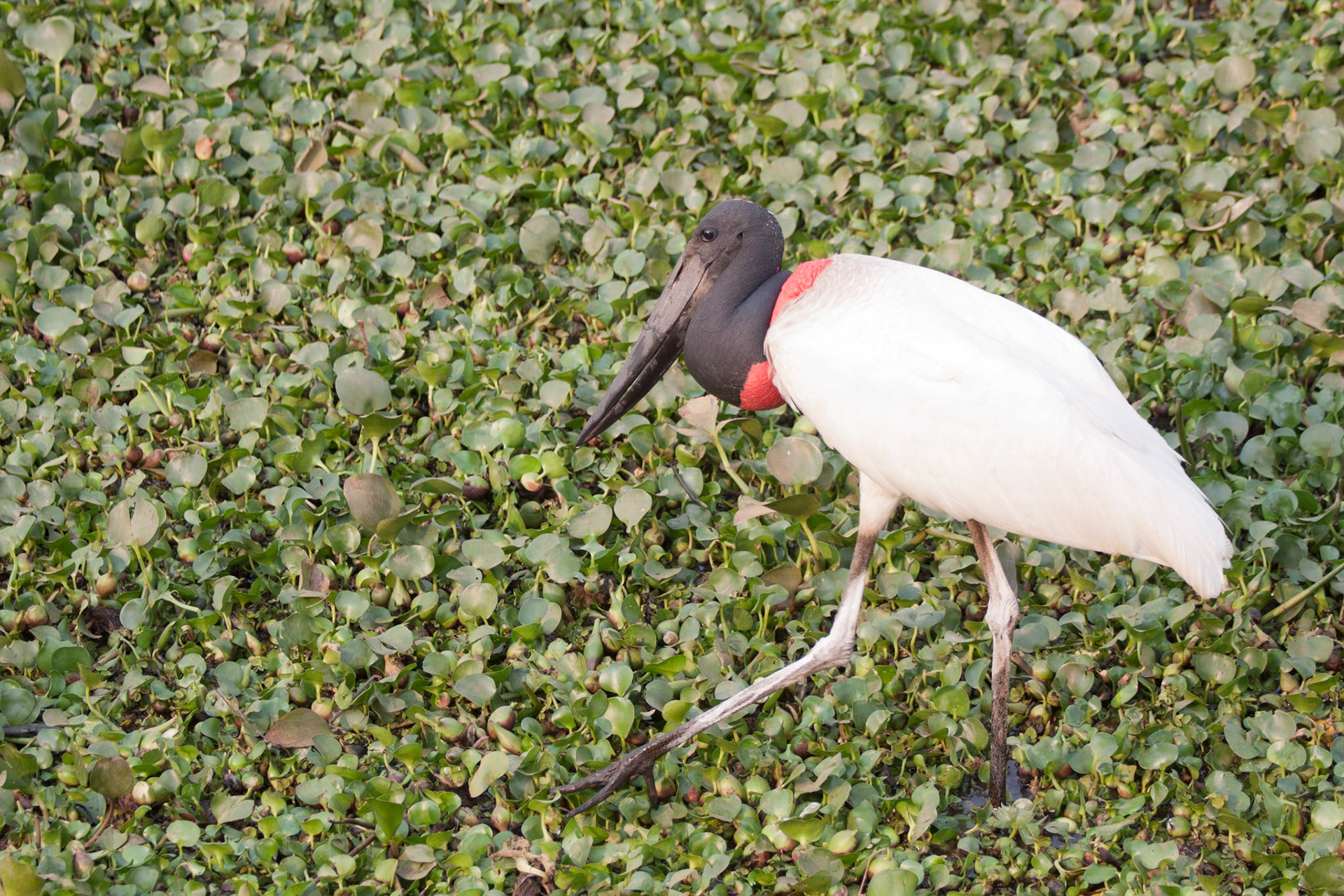 Jabiru stork