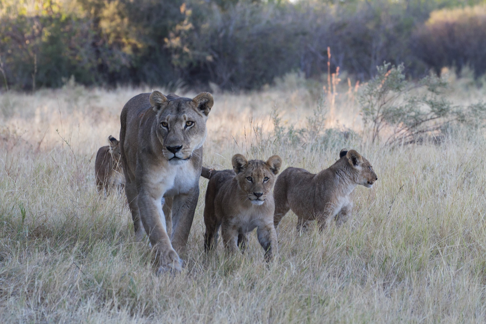 Lion and cubs, Selinda