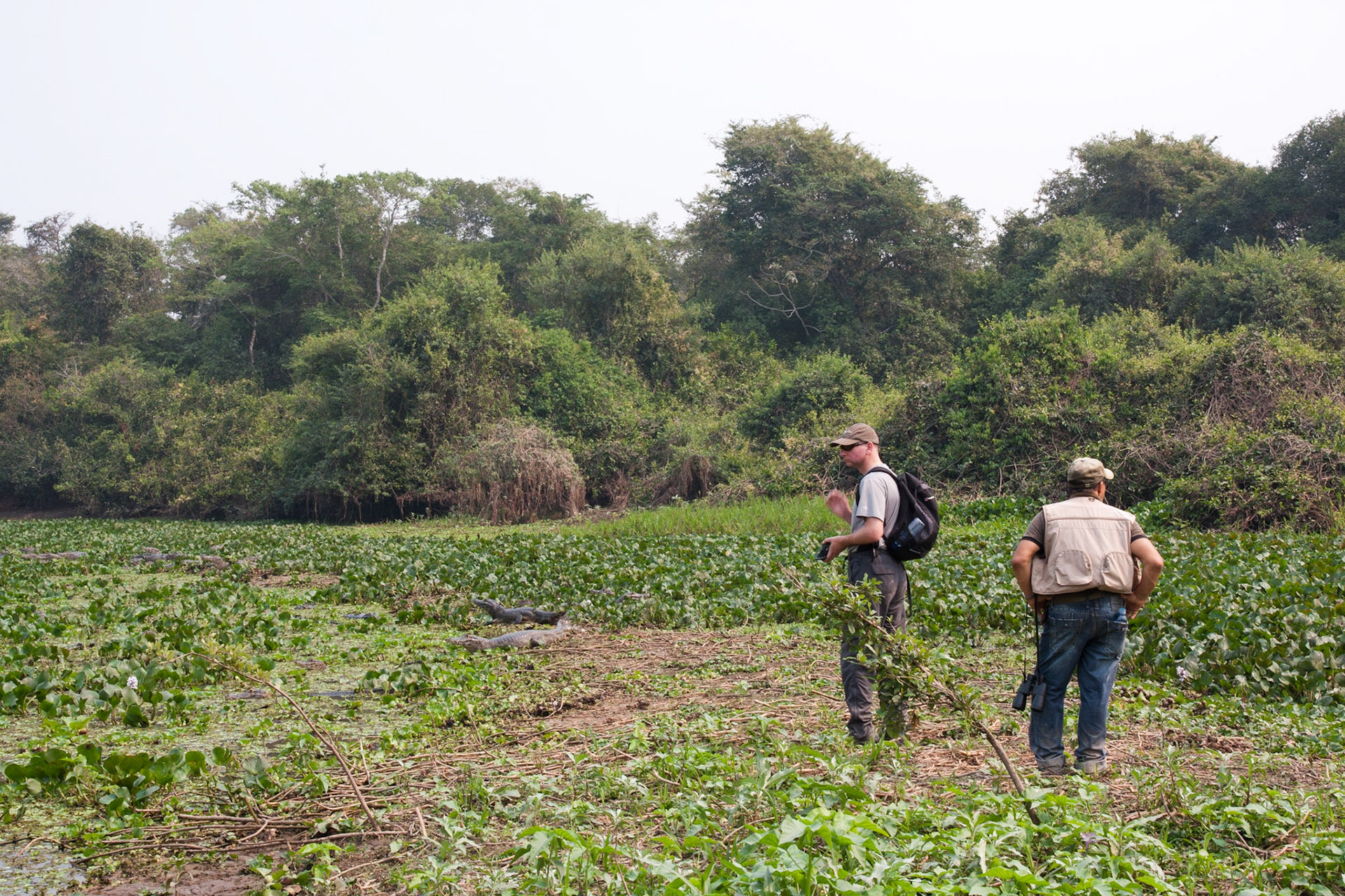 At the river's edge, surrounded by caimans