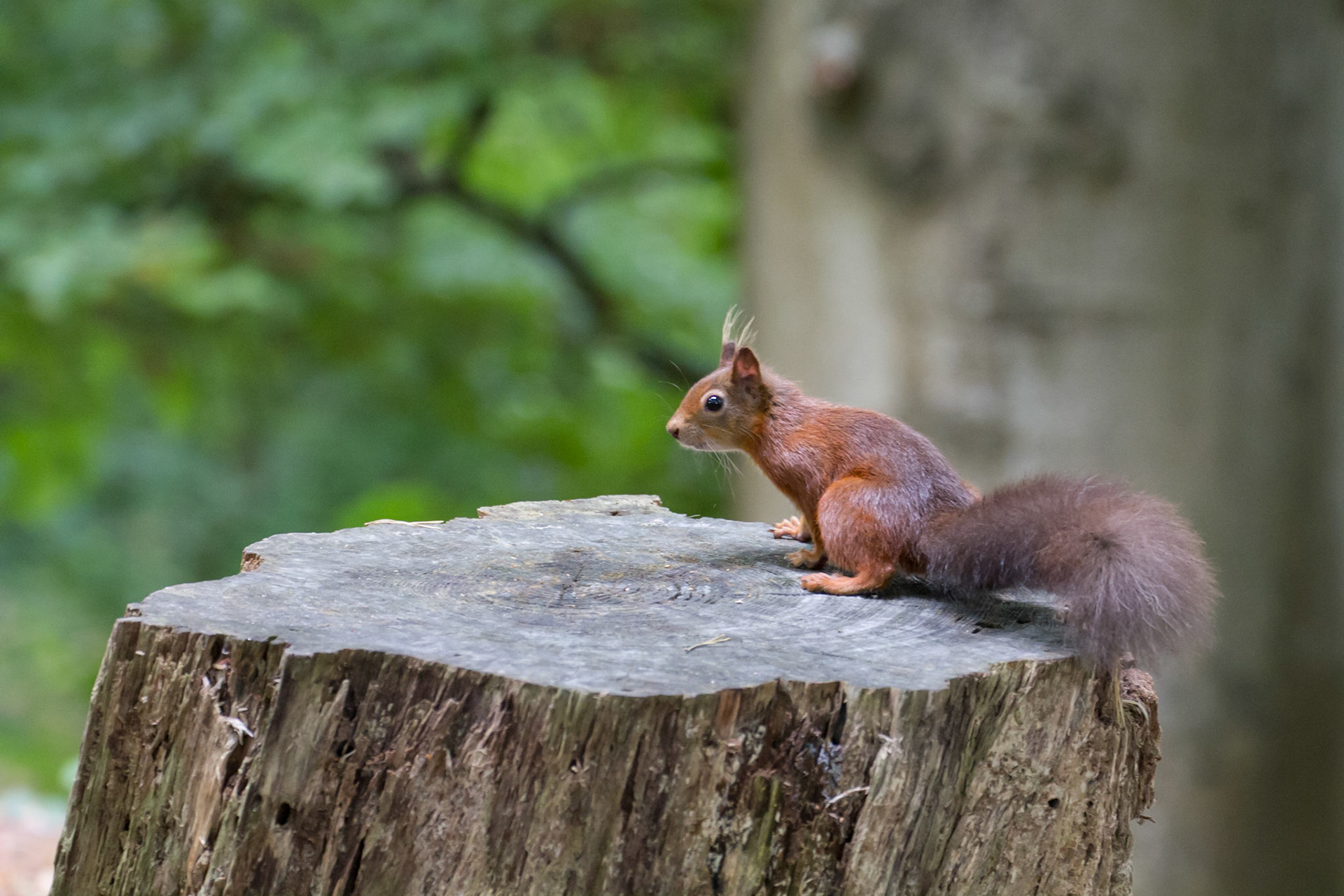 Red squirrel in the woods, Brownsea Island