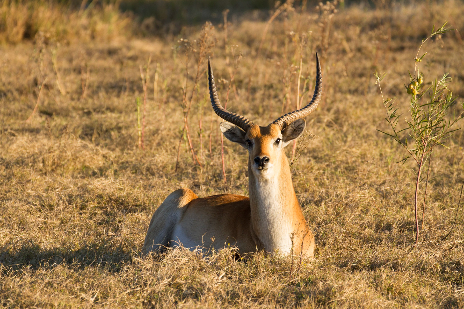 Red lechwe