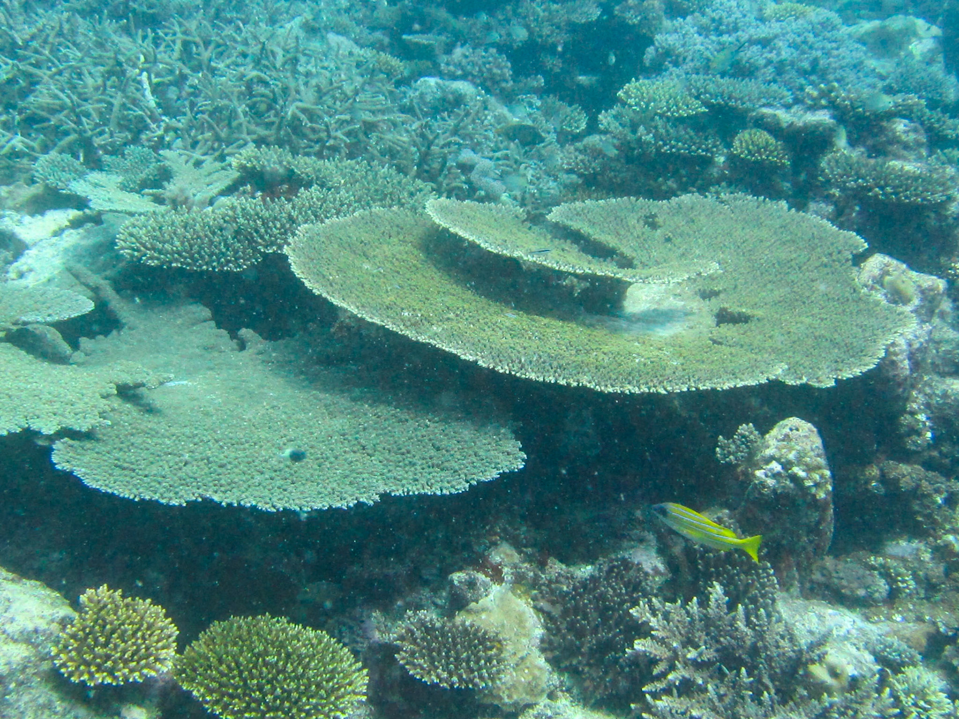 Coral in the Indian Ocean