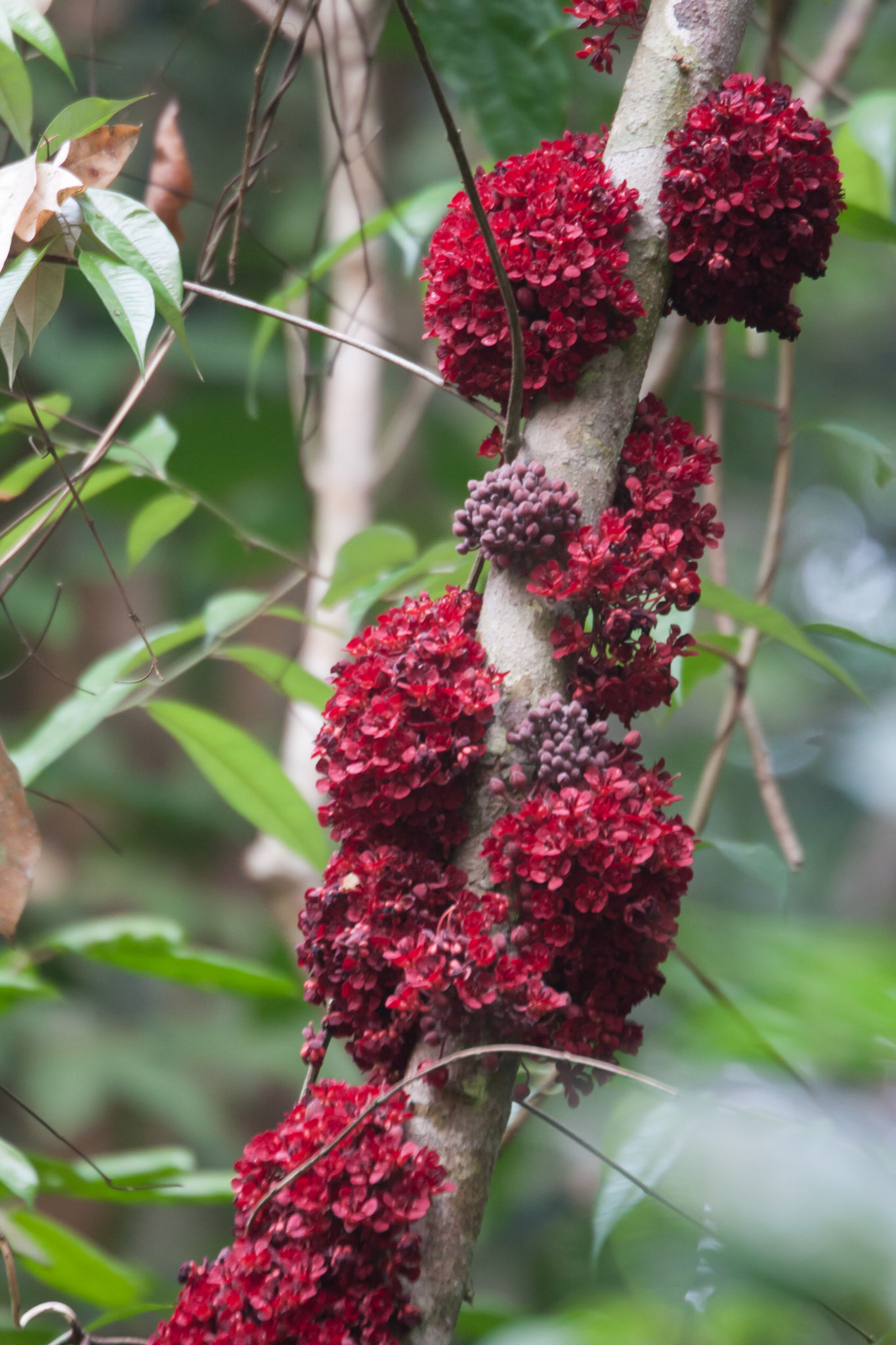 Cacao flower