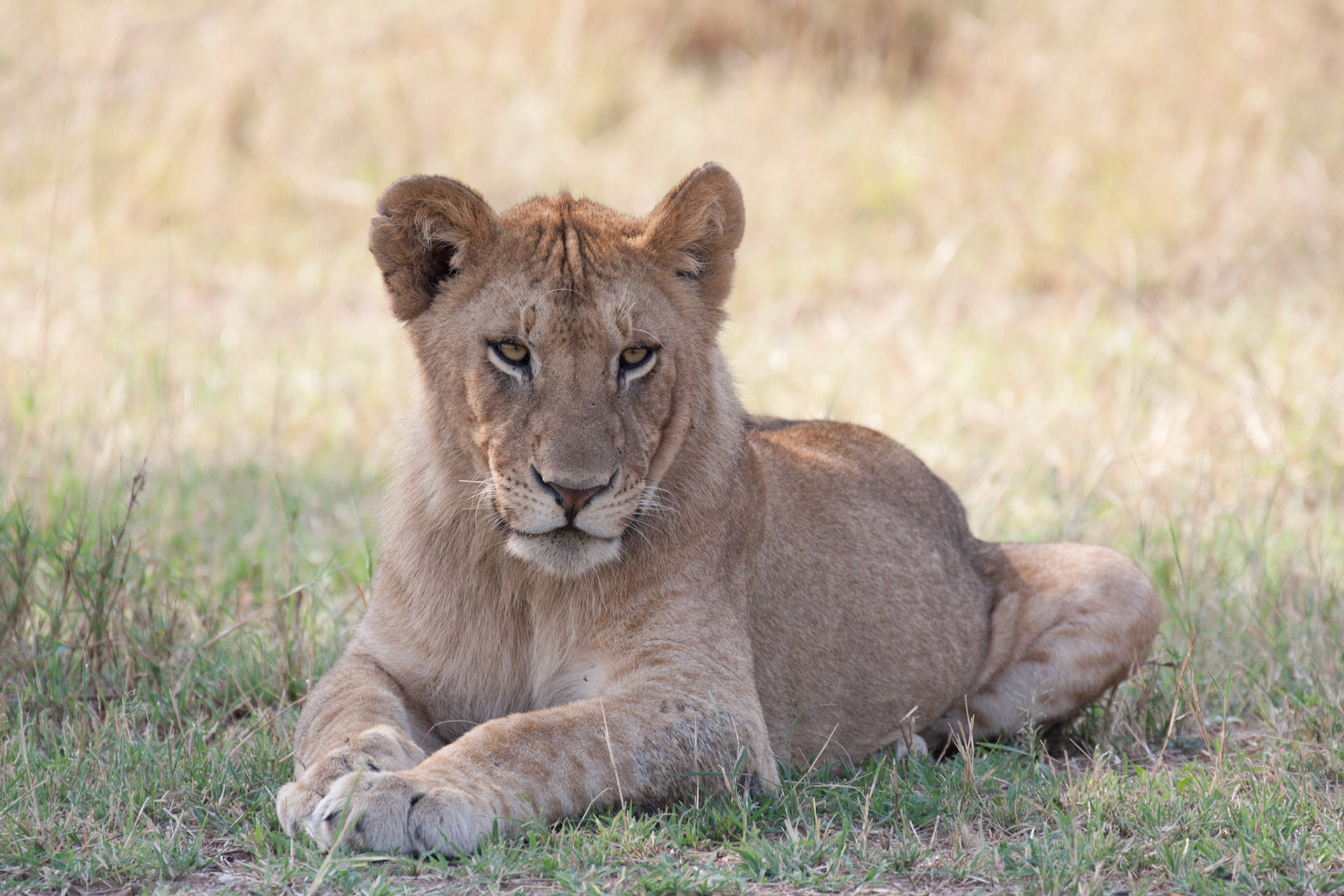 Young male lion