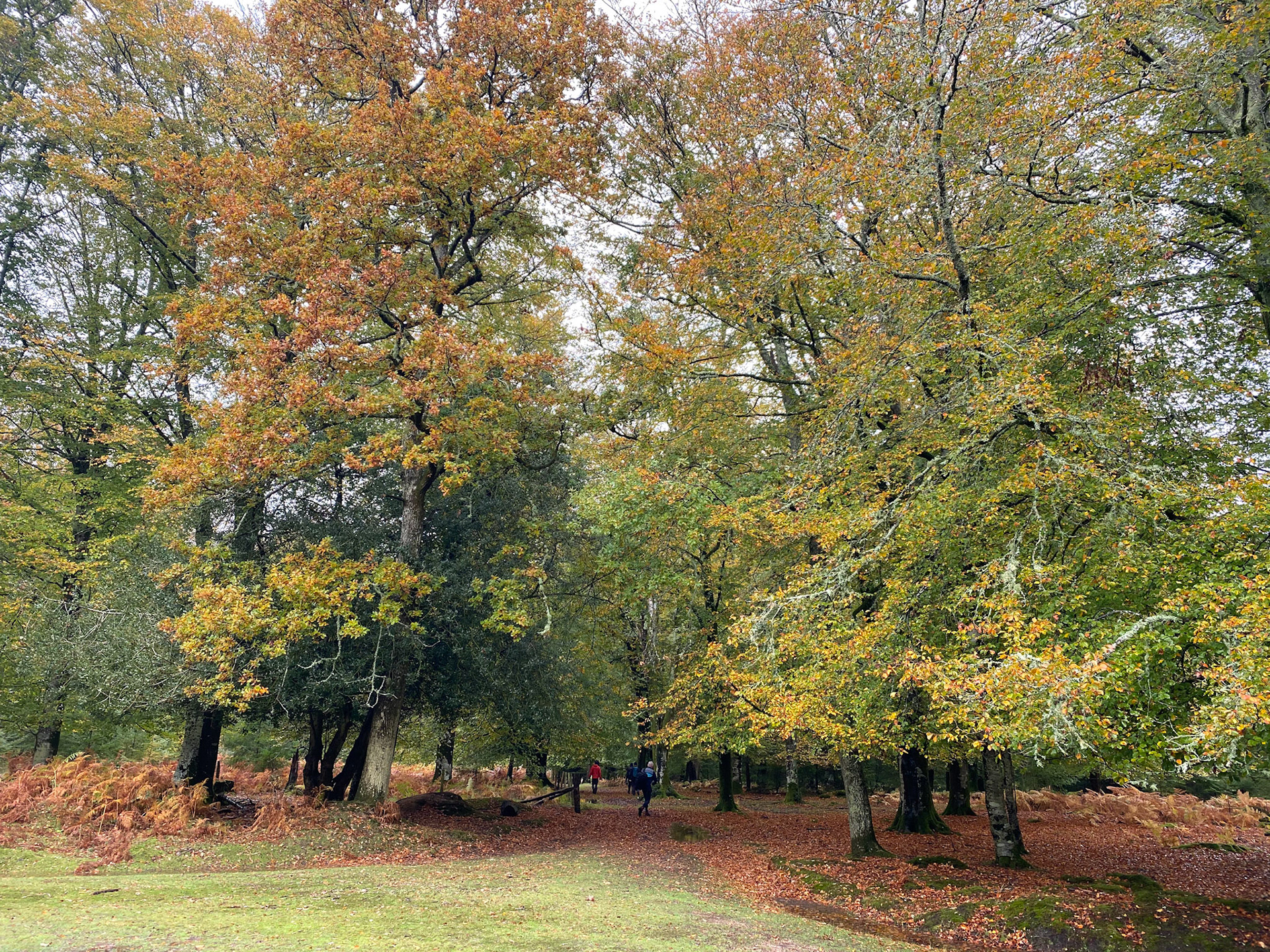 Aldridgehill Inclosure