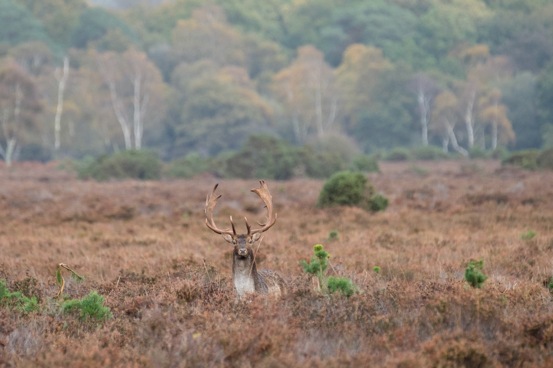 Fallow deer buck