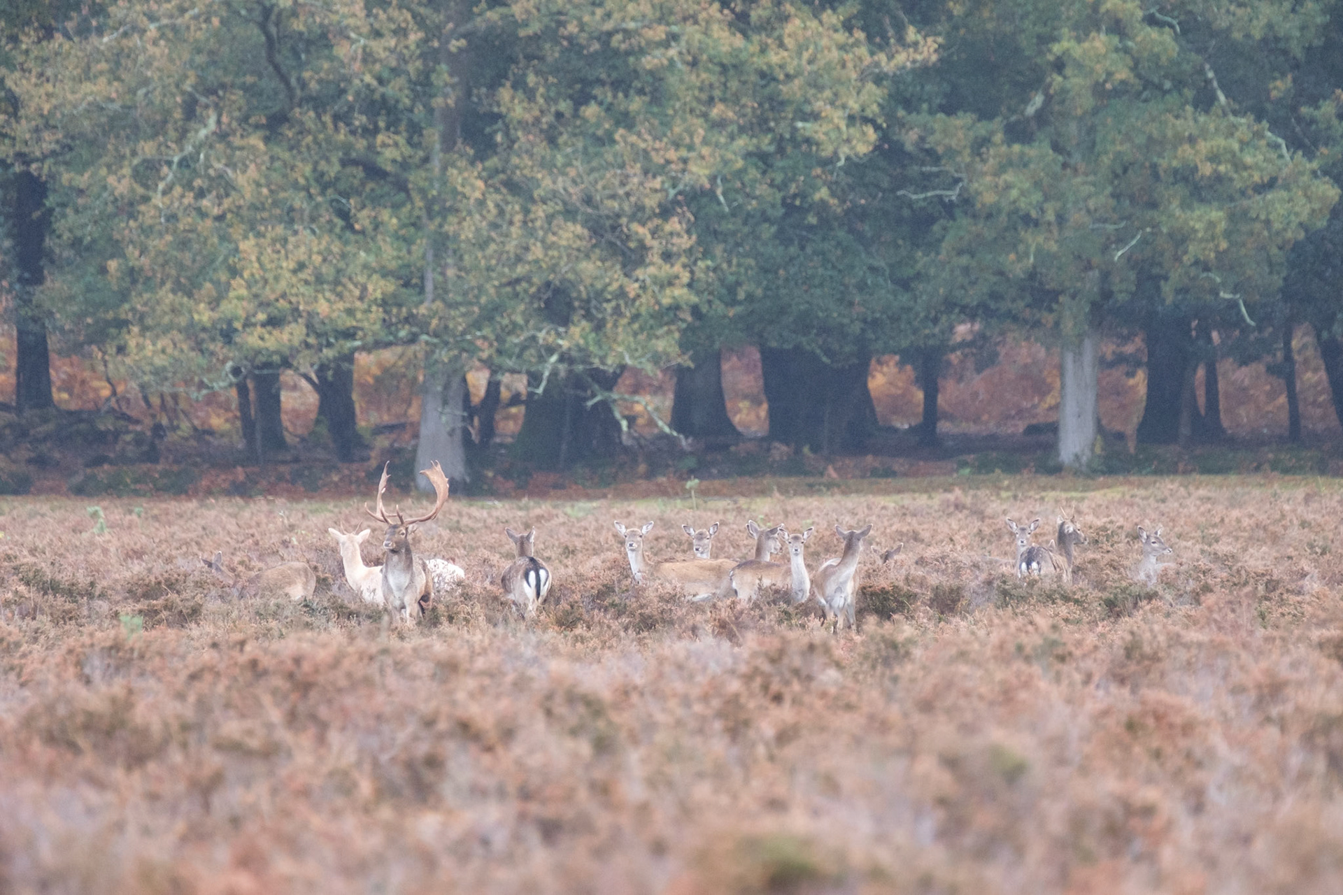 Fallow deer