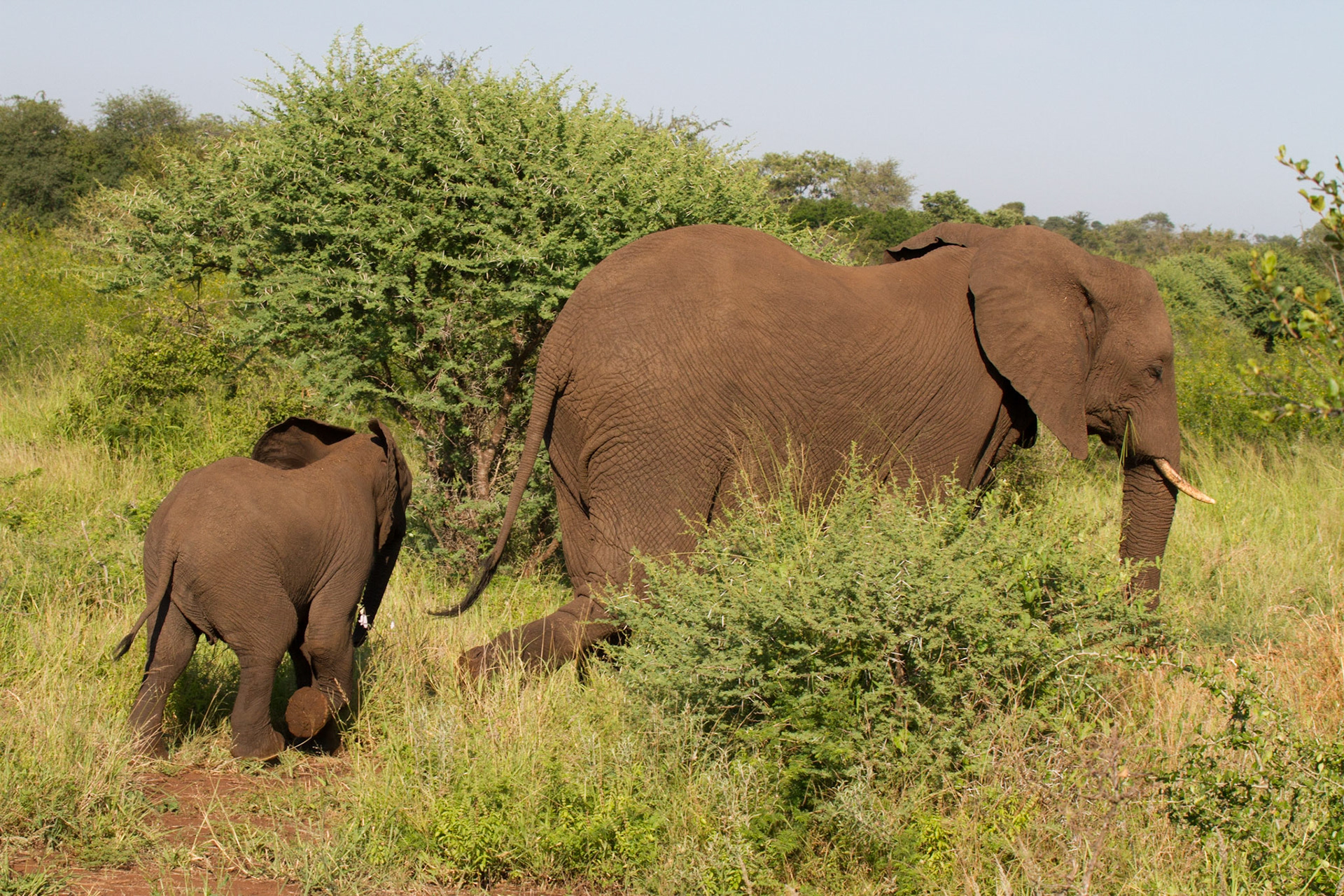 Mother and baby elephant