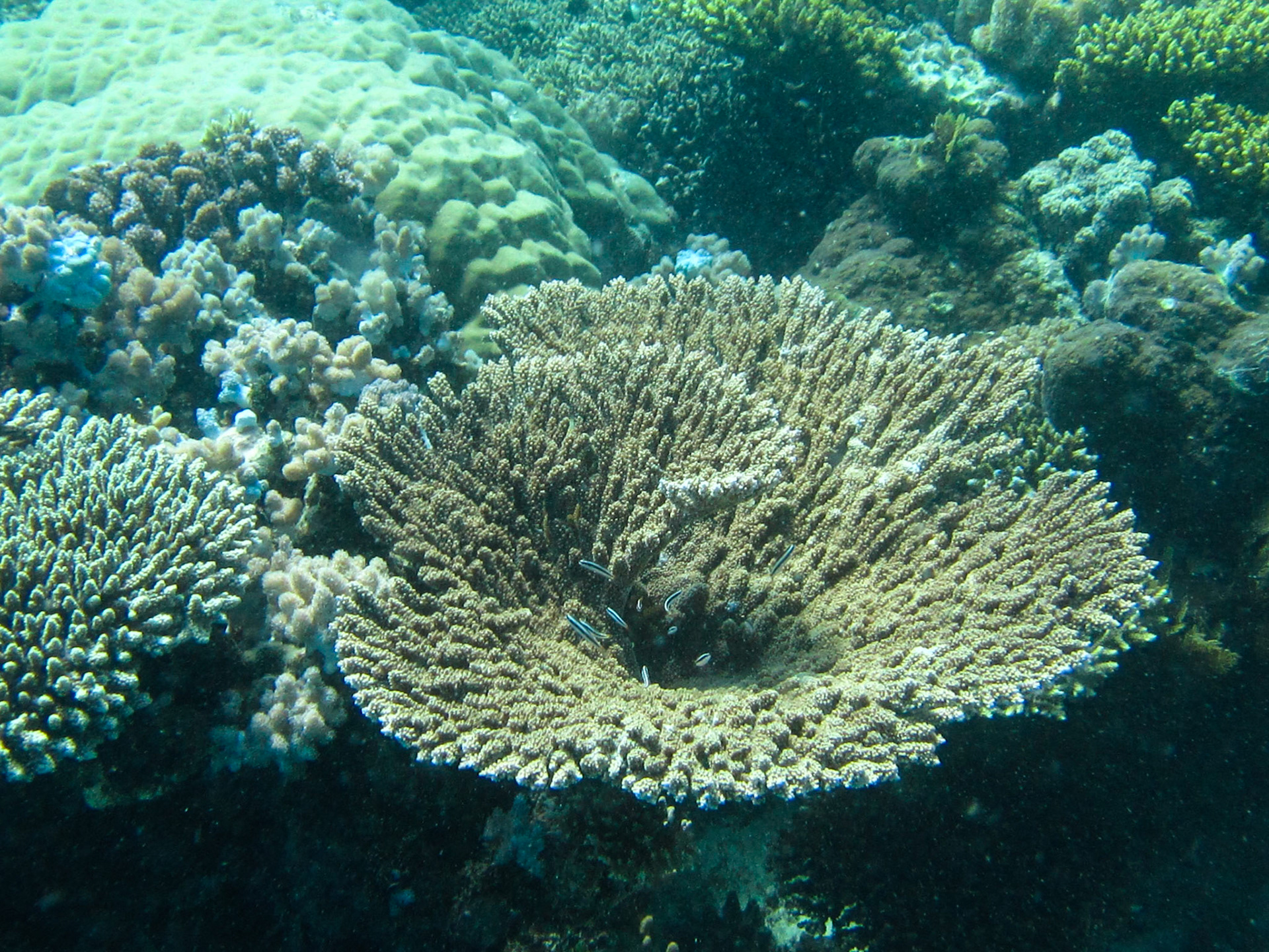Coral in the Indian Ocean