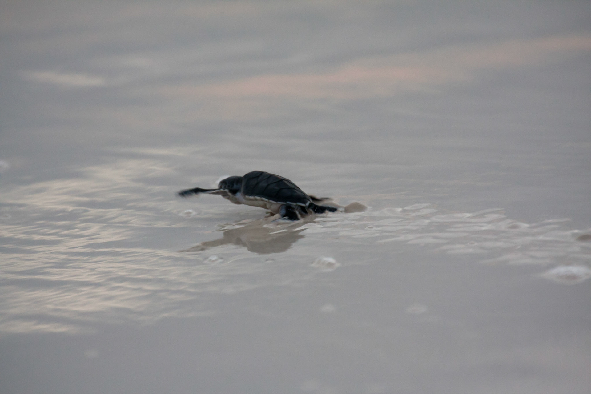 Making it's 1st journey to the sea