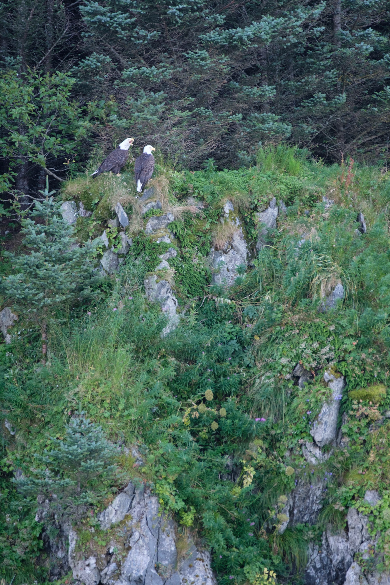 Bald eagles, Kodiak