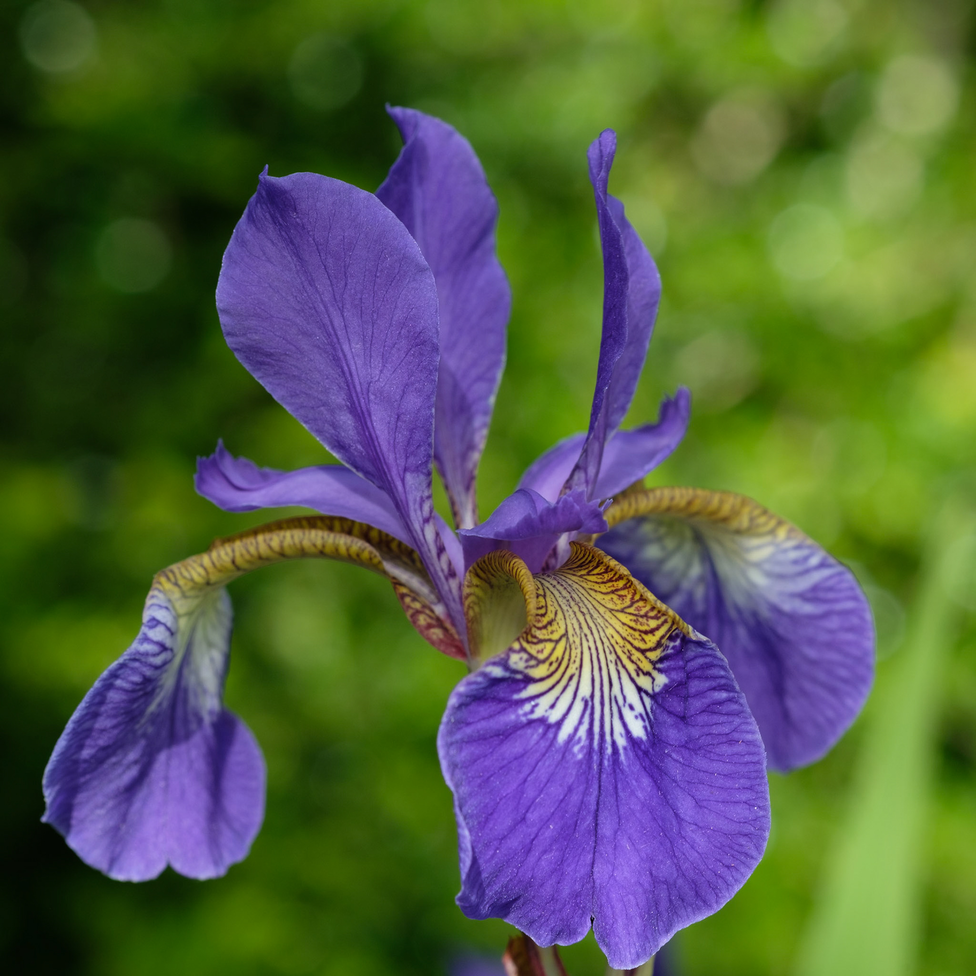Iris (side)