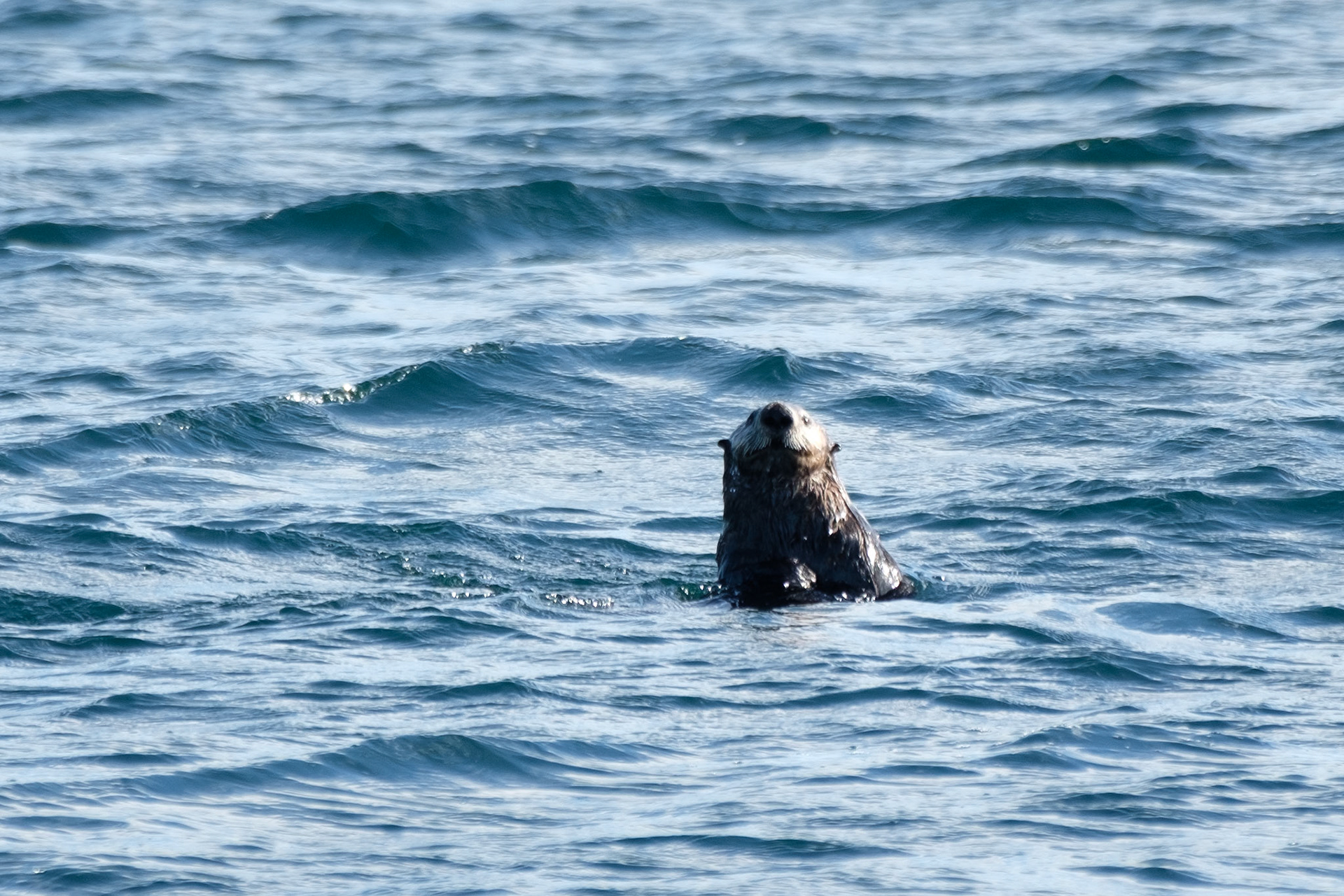 Sea otter