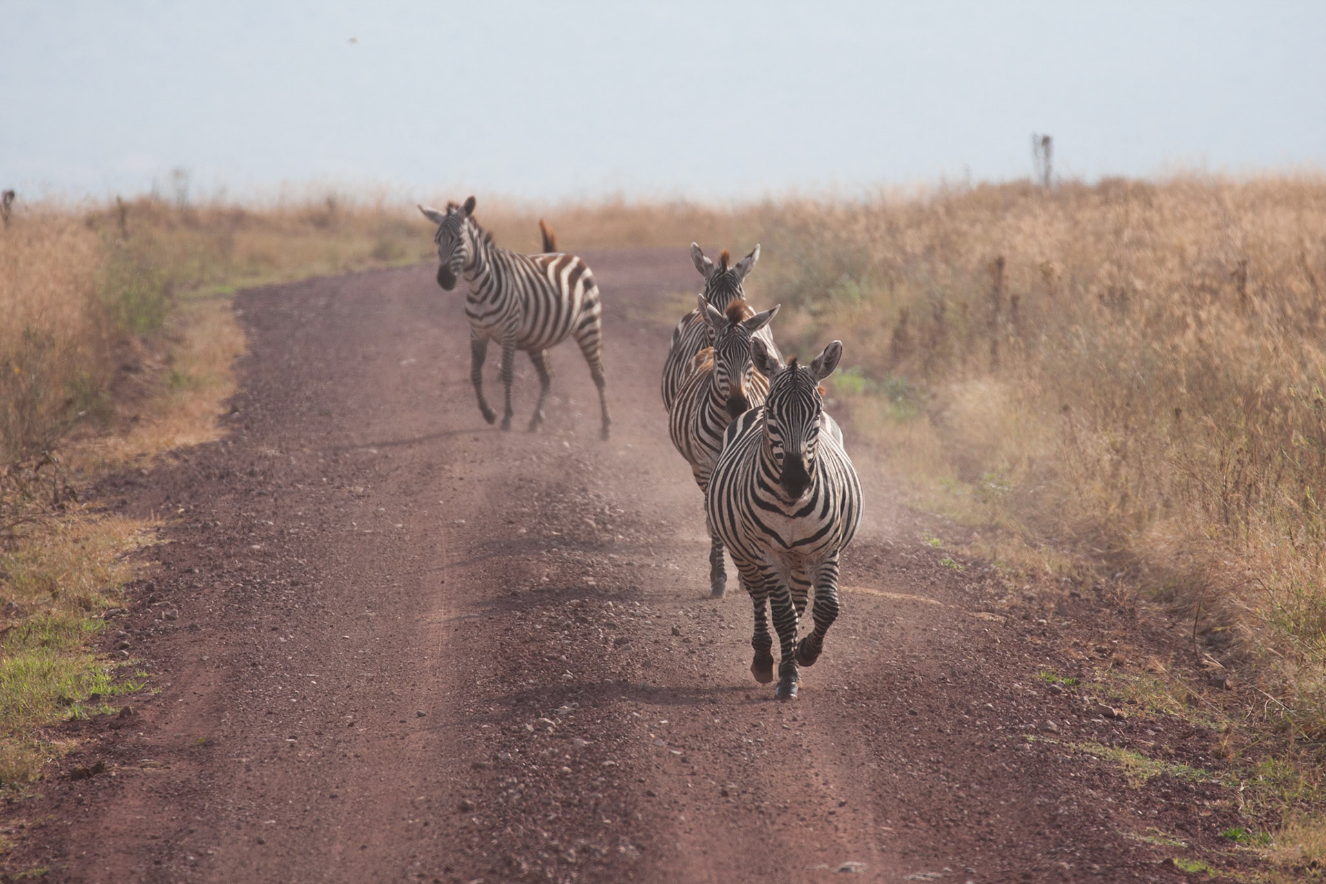 Zebras running along a road in the crater