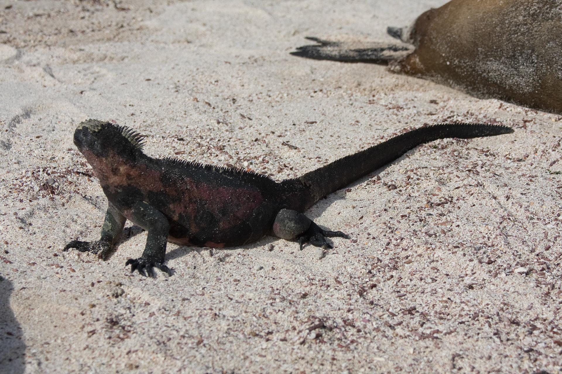 Red marine iguana