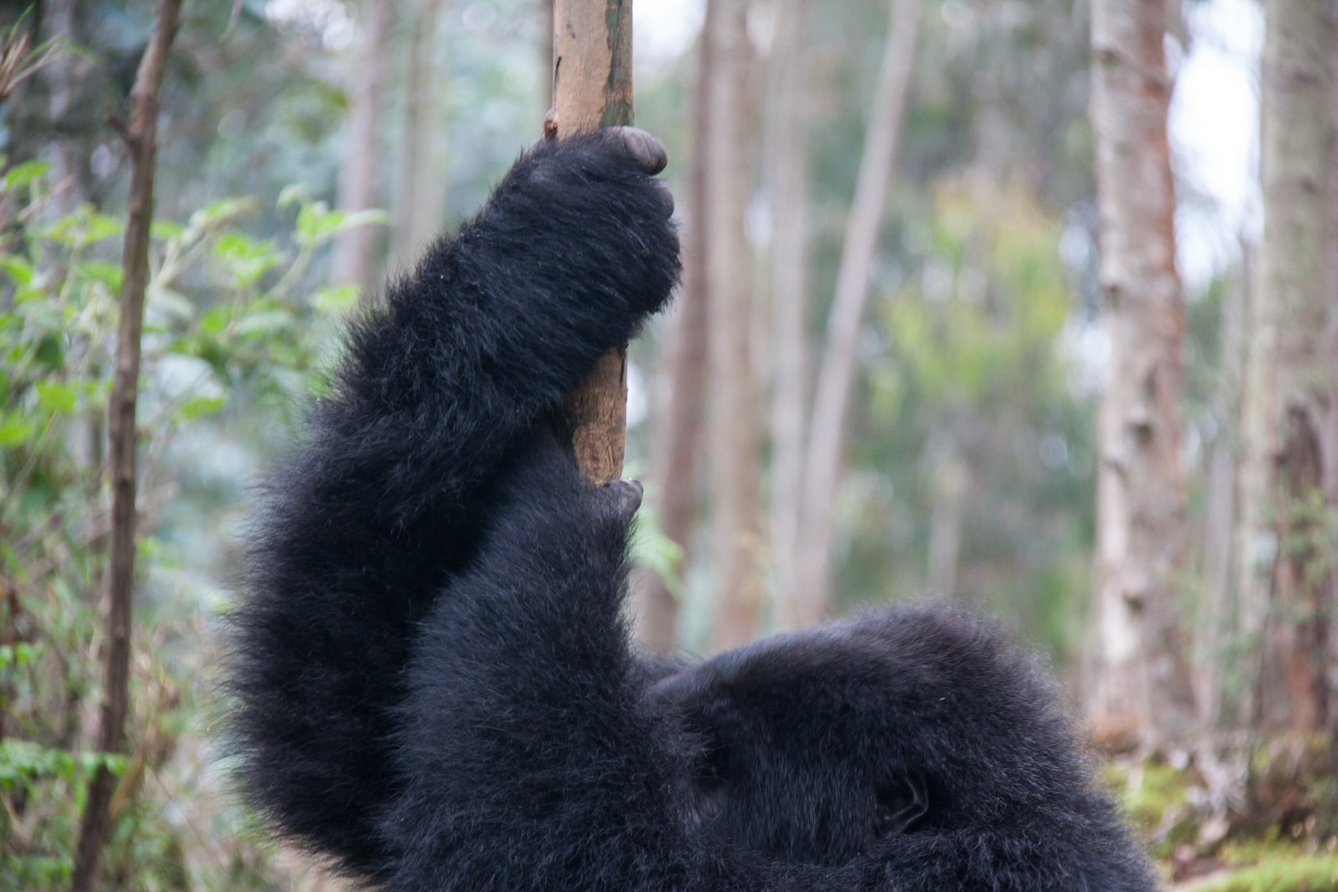 Gorilla eating sap from eucalyptus tree