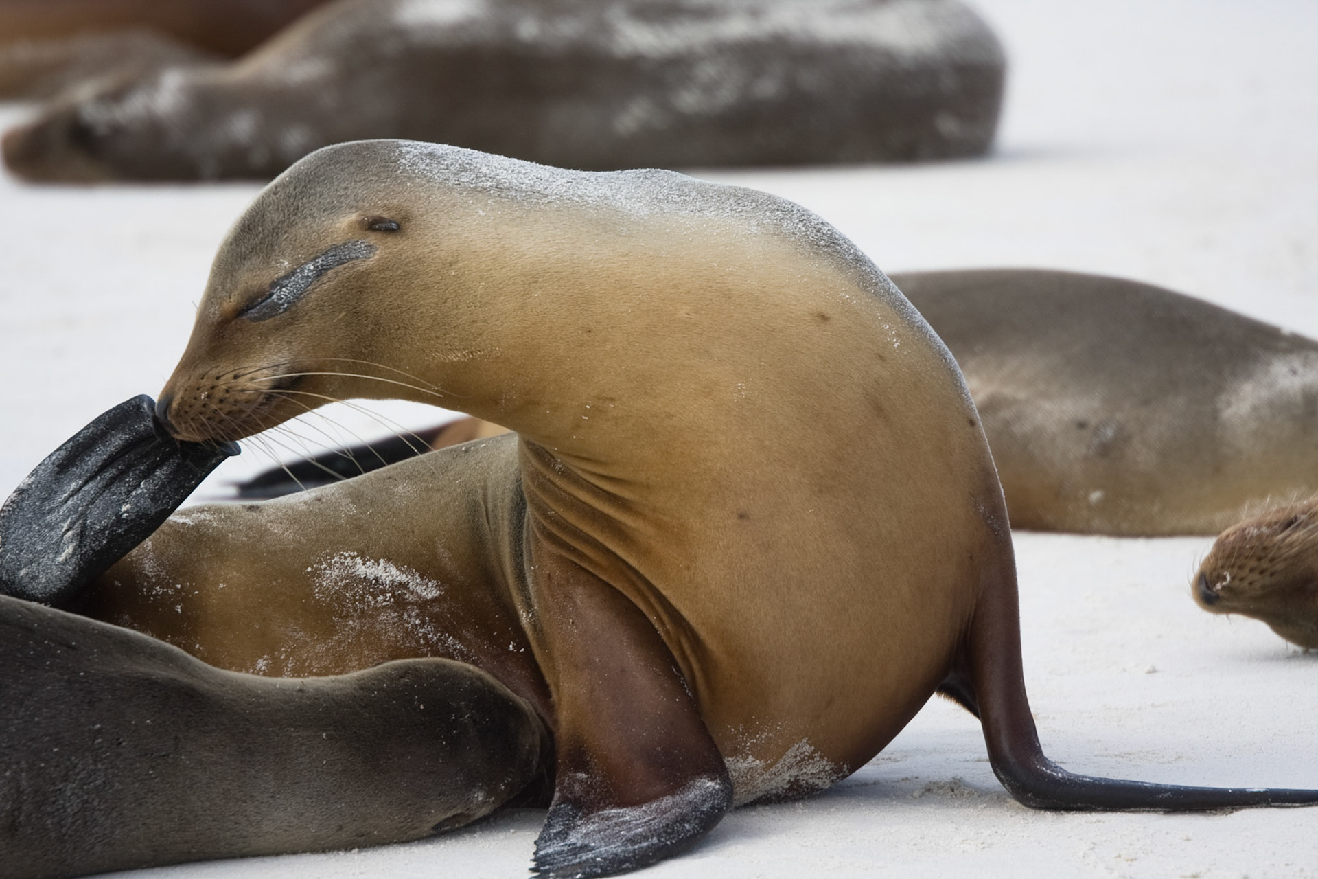 Sea lion with an itch!