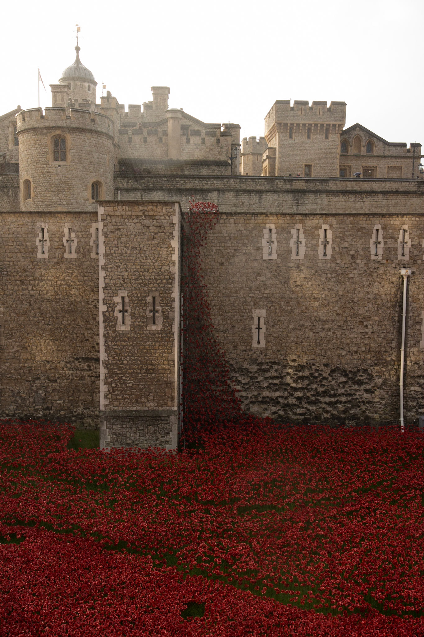 Poppies in moat at Tower of London