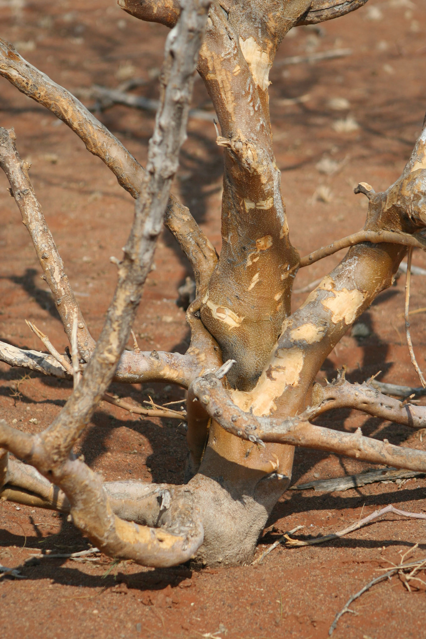 Tree, bark eaten by animals