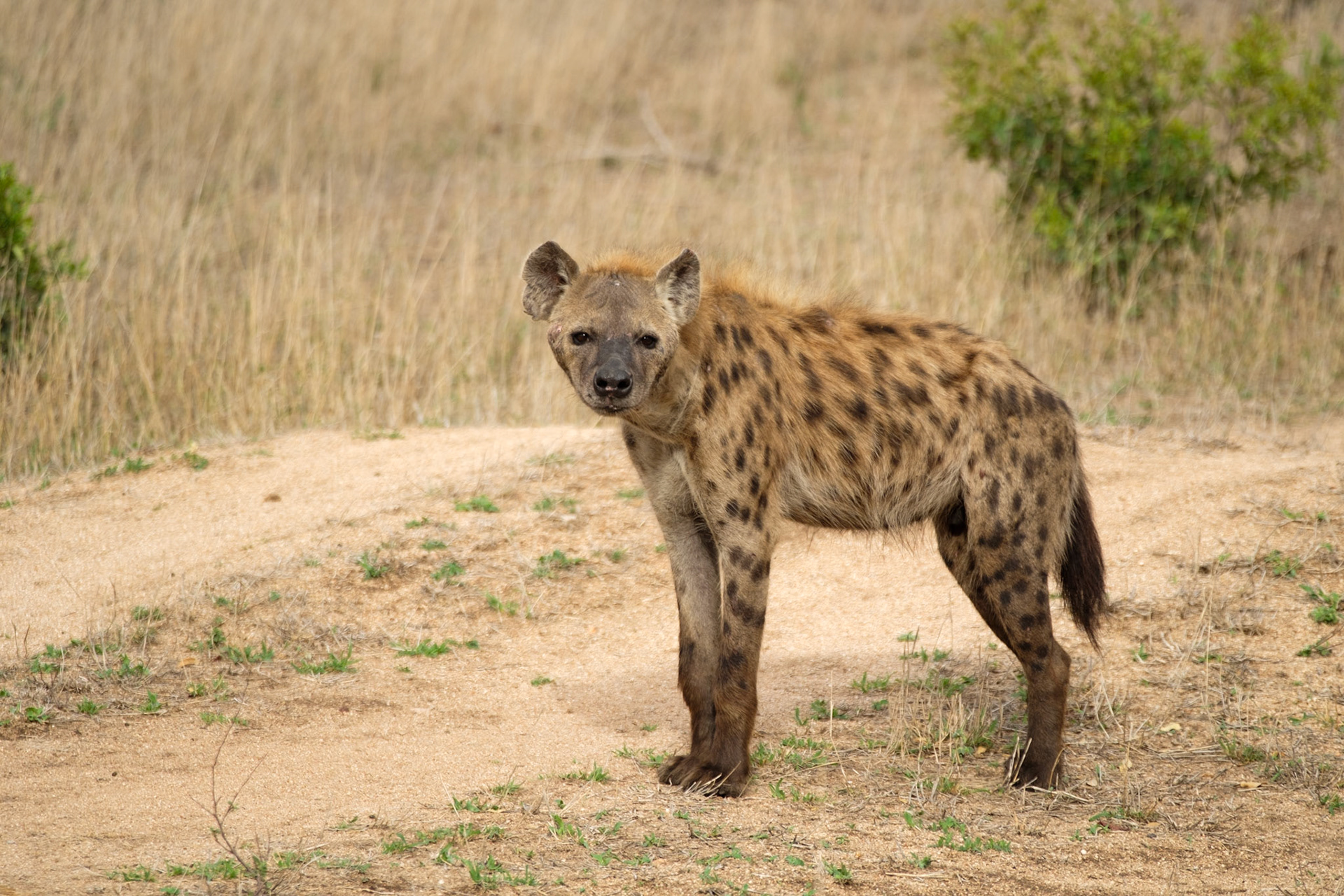 Hyena