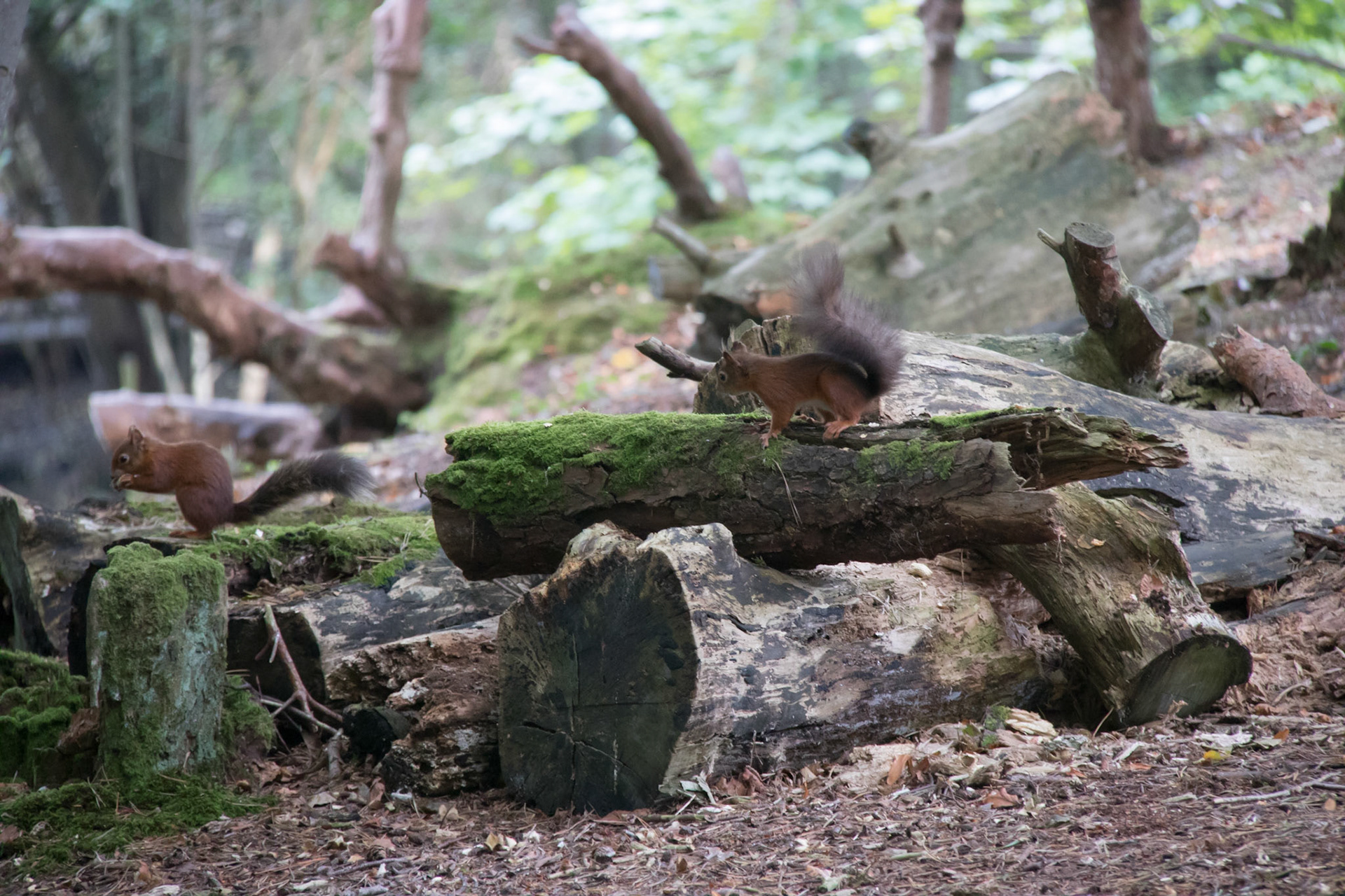 Red squirrels in the woods, Brownsea Island