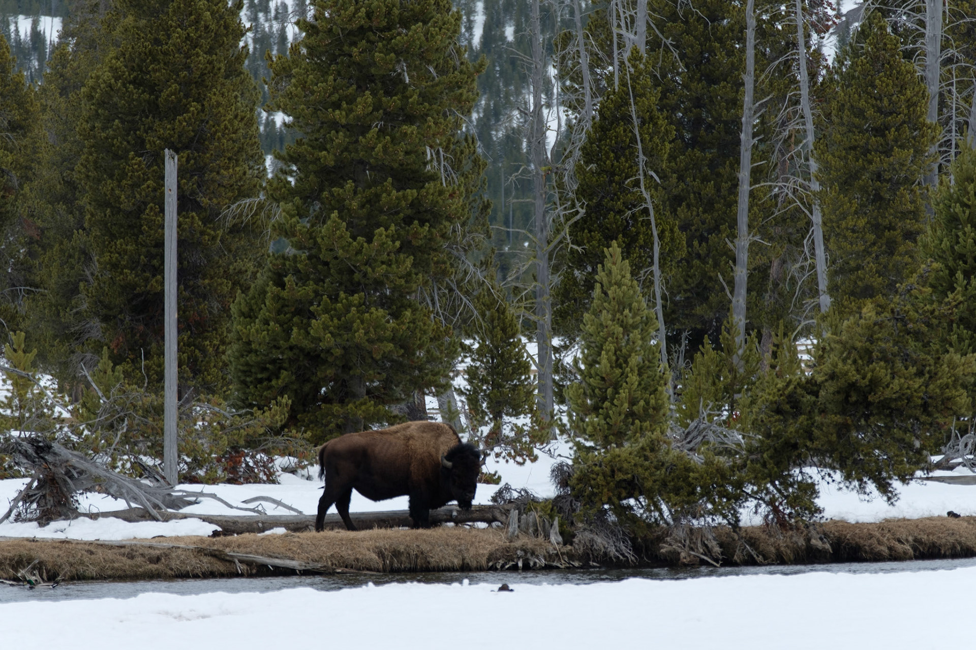 Bison at Biscuit Basin, Yellowstone NP