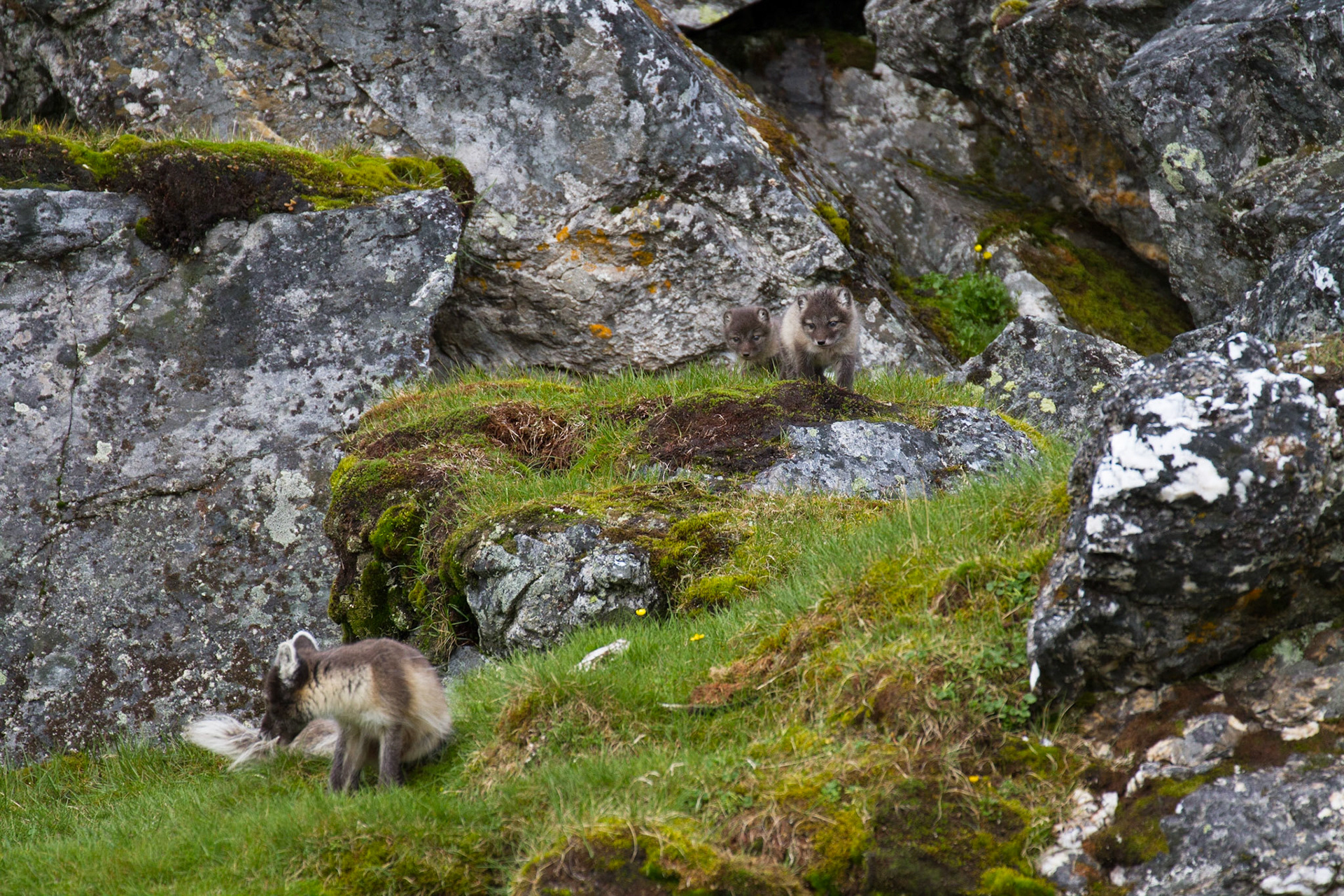 Arctic fox and kits
