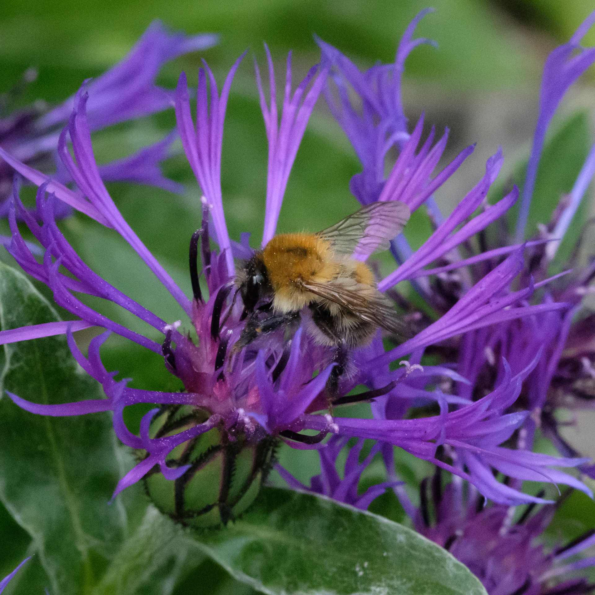 Bee gathering nectar