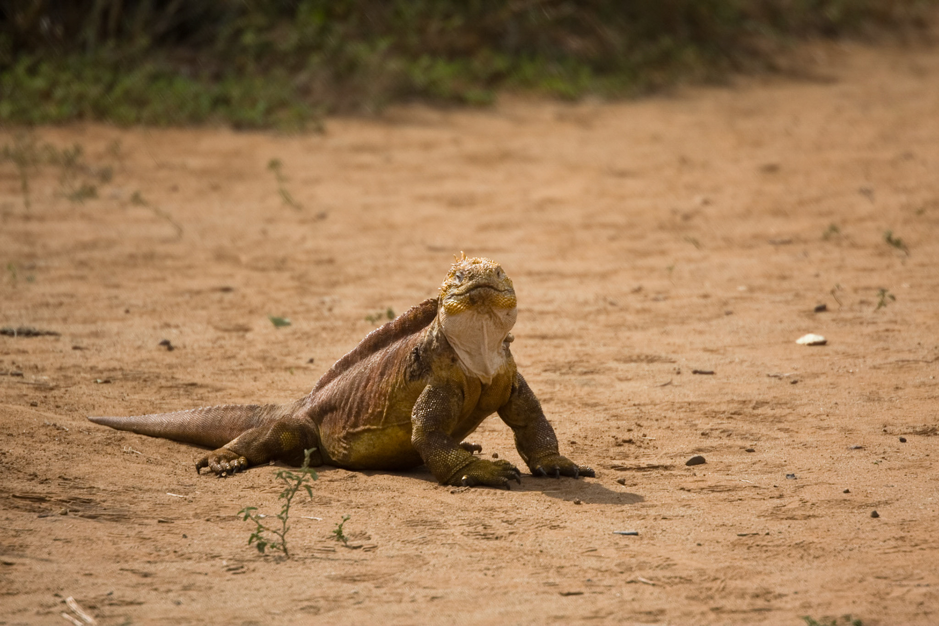 Land iguana