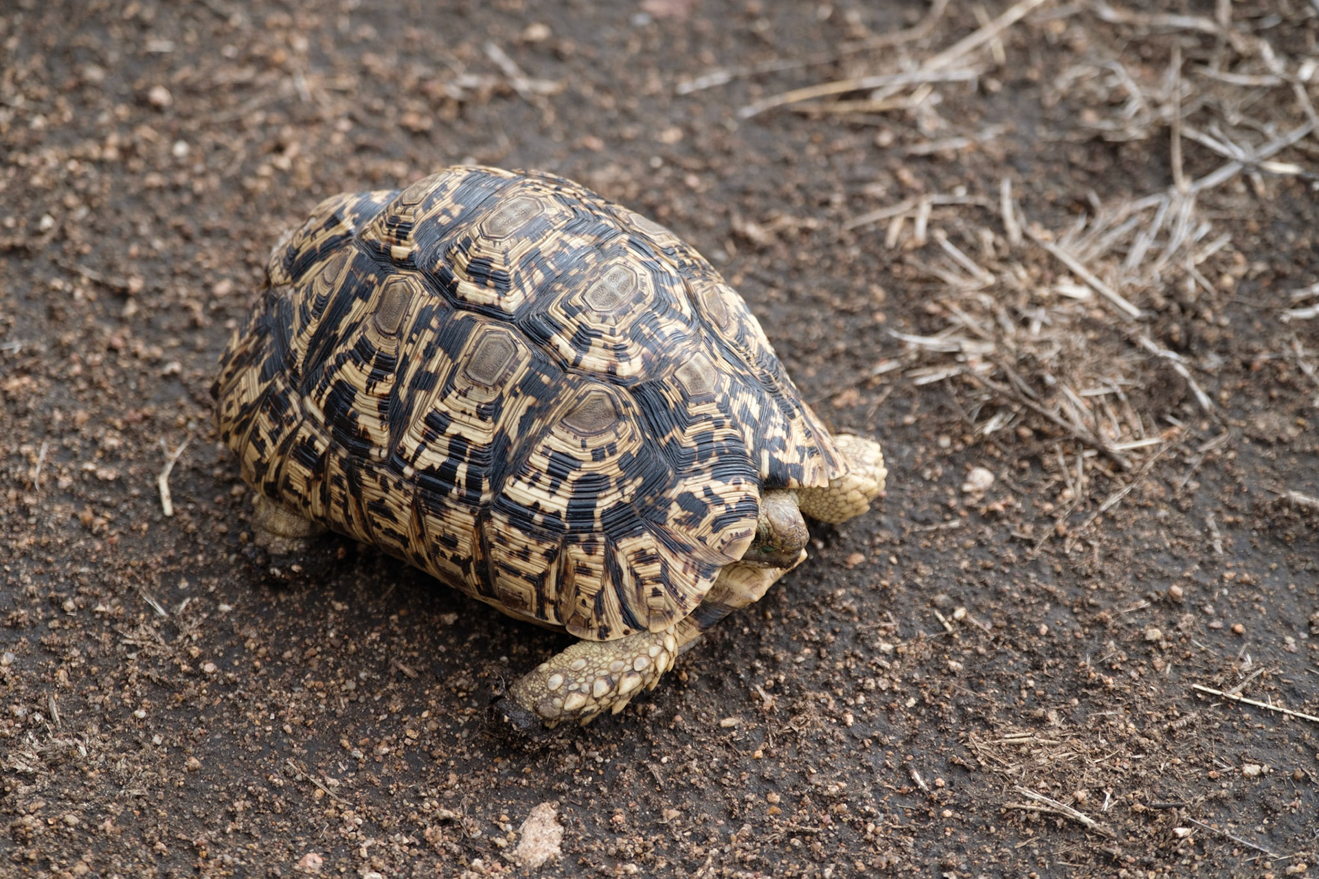Leopard tortoise