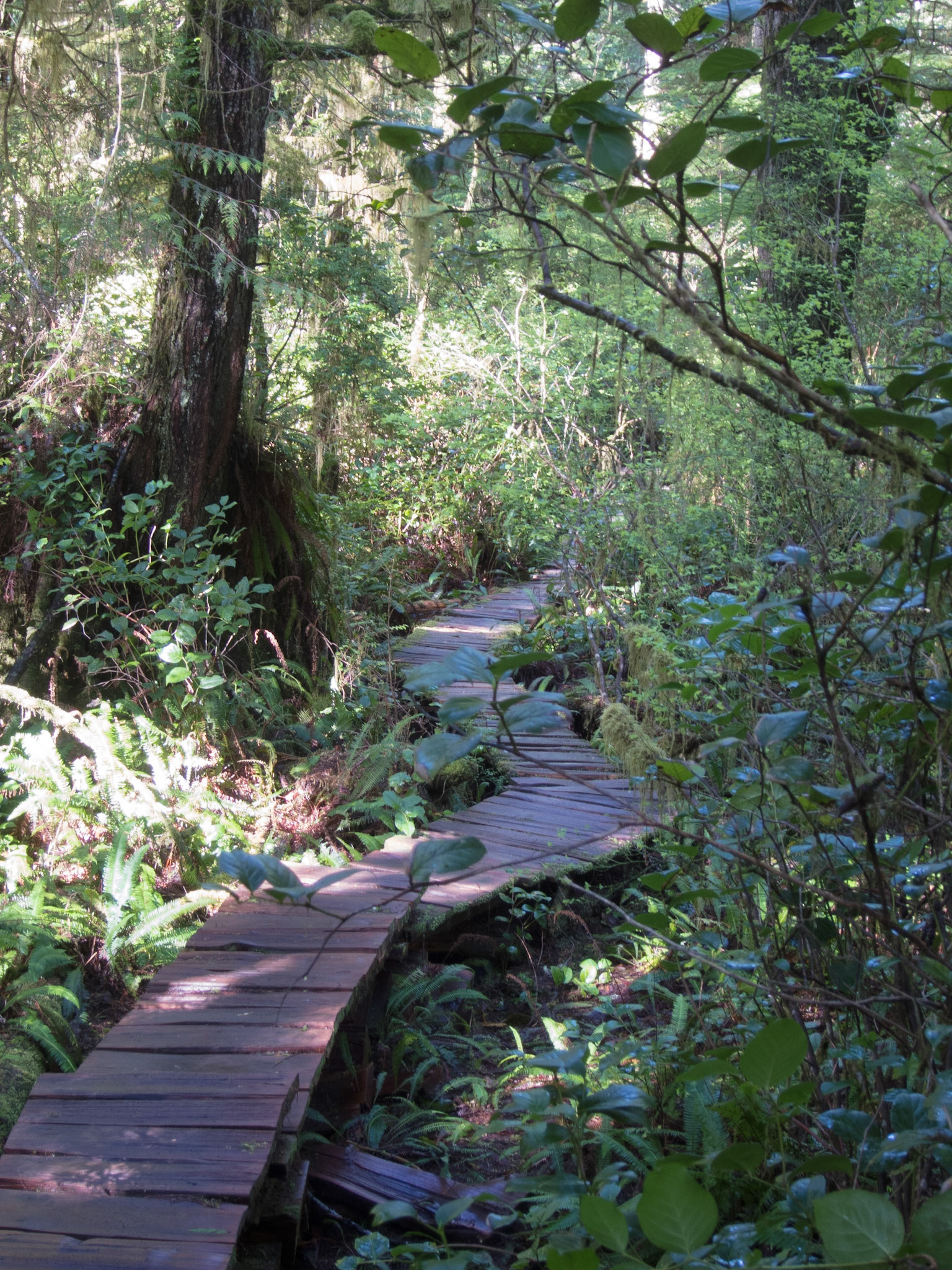 Trail through the old growth rainforest, Meares Island