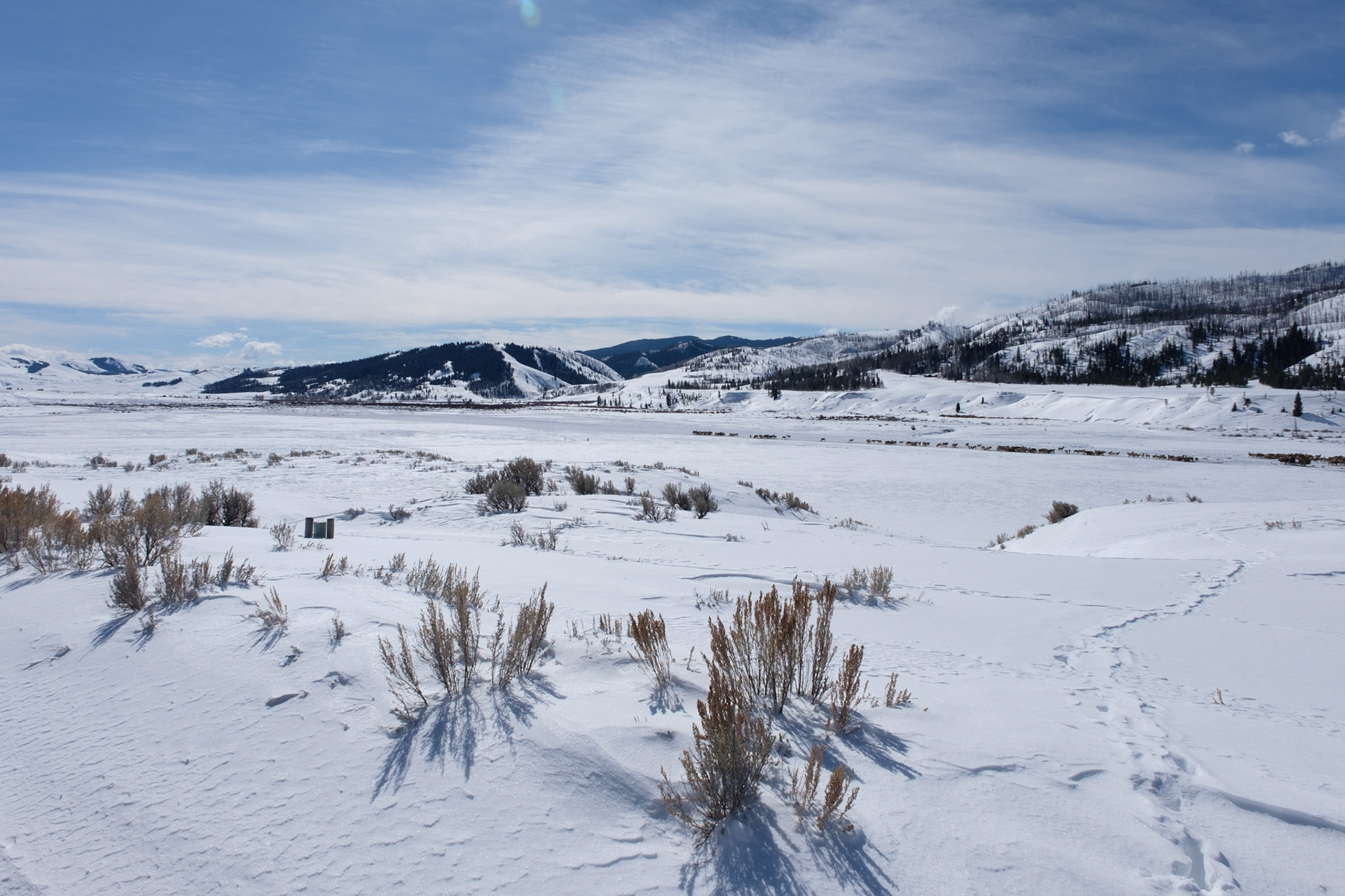 Elk herd in Gros Ventre valley