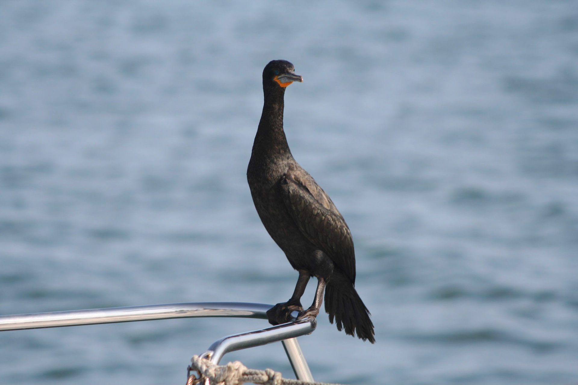 Fritz, Cormorant