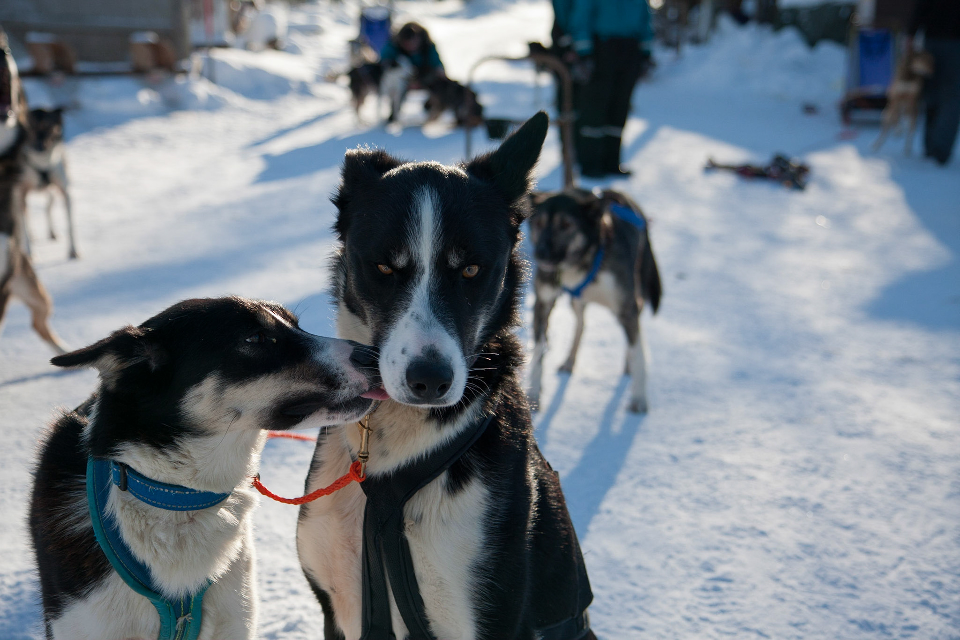 Sue's husky team (Ivan on the right)