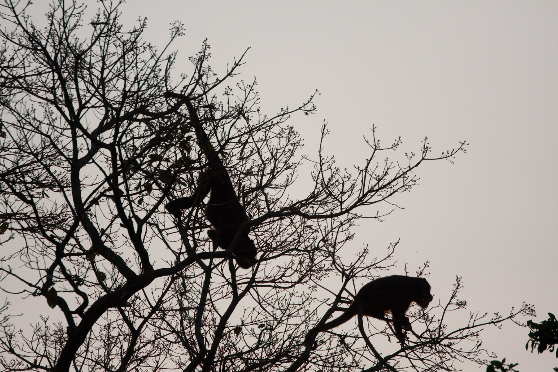 Howler monkeys