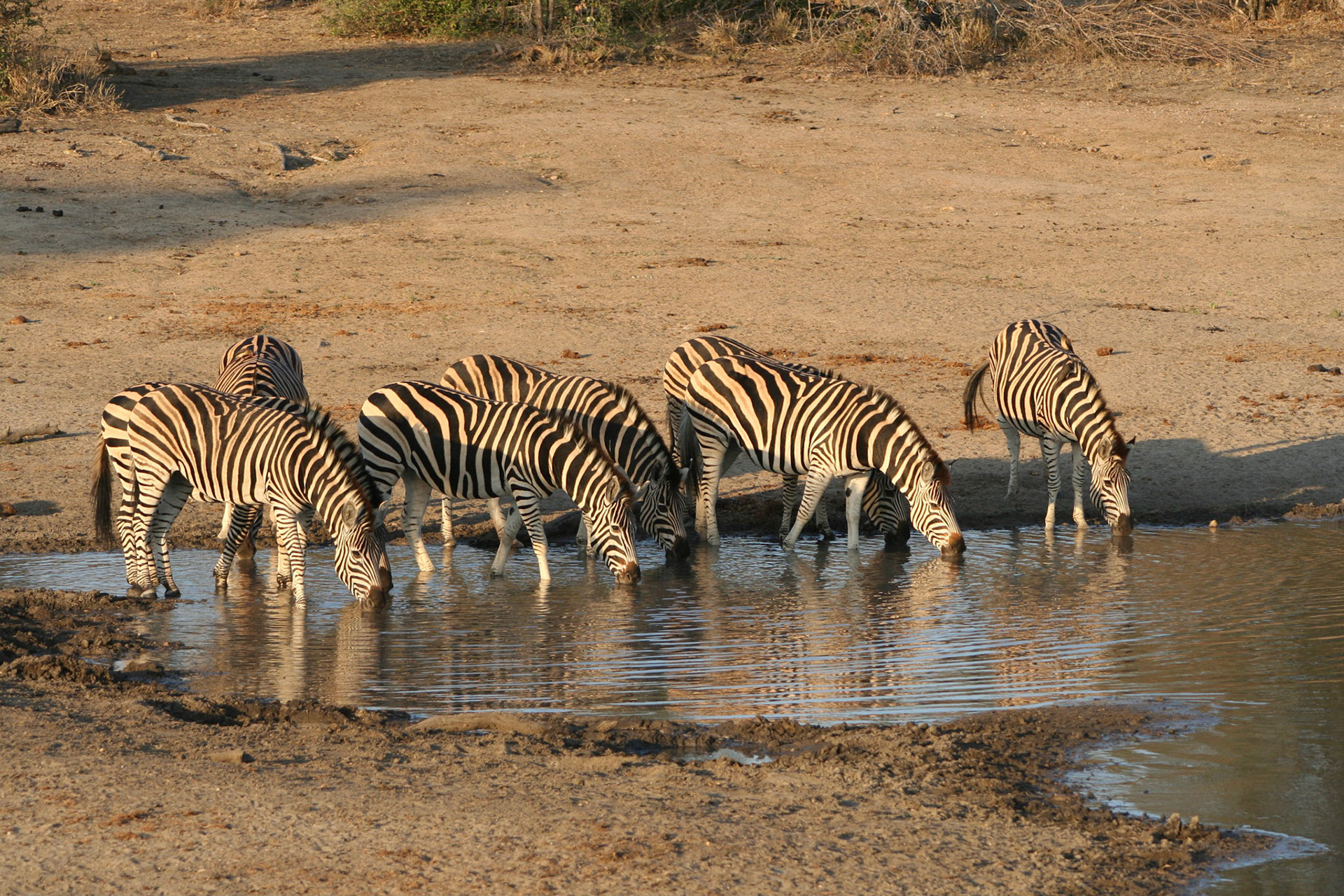 Zebras drinking at Clara Dam