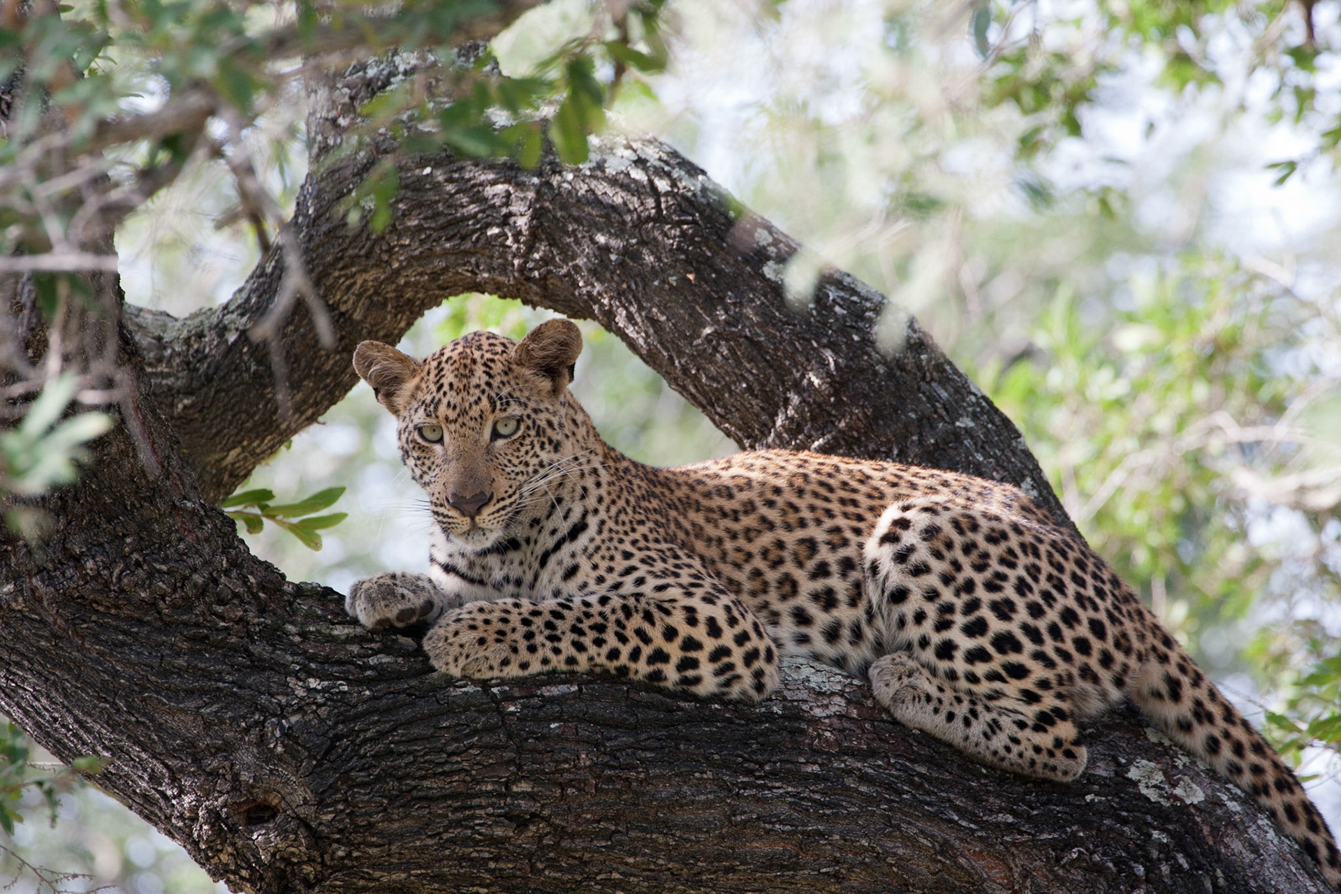 Female leopard