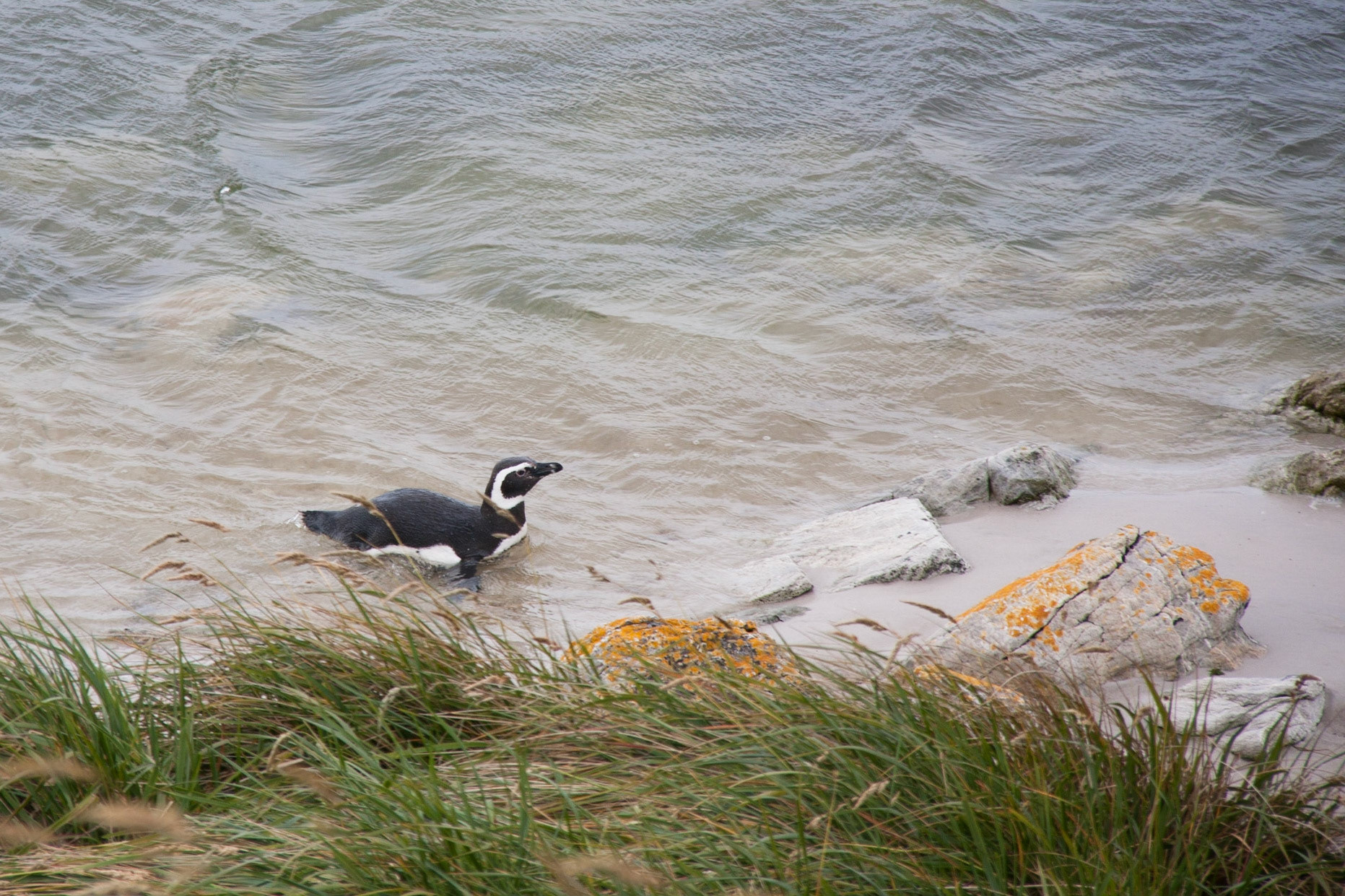 Magellanic penguin