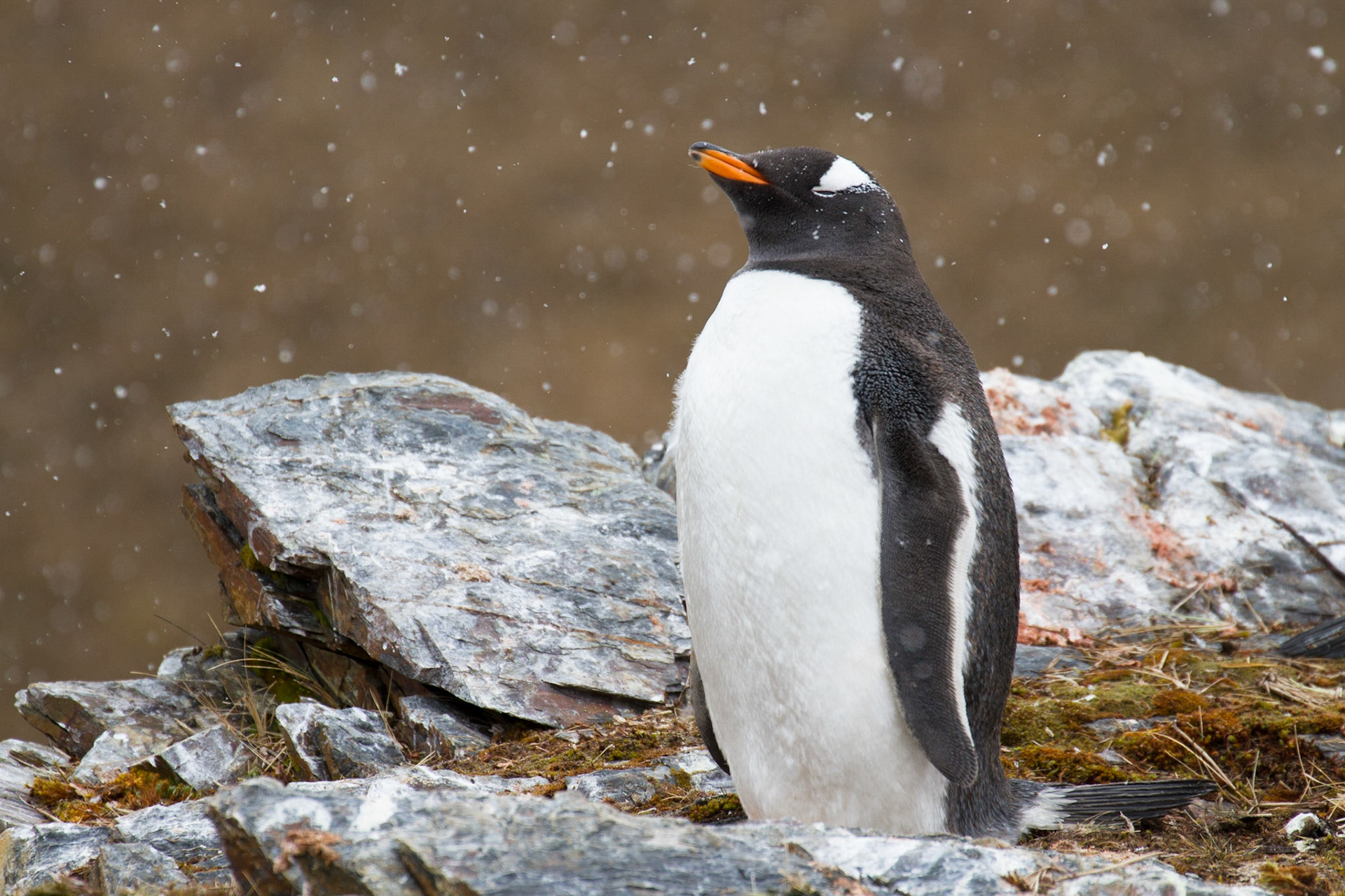 Gentoo penguin