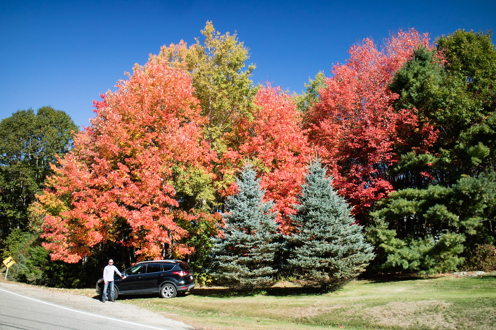 Stunning trees, Cape Elizabeth