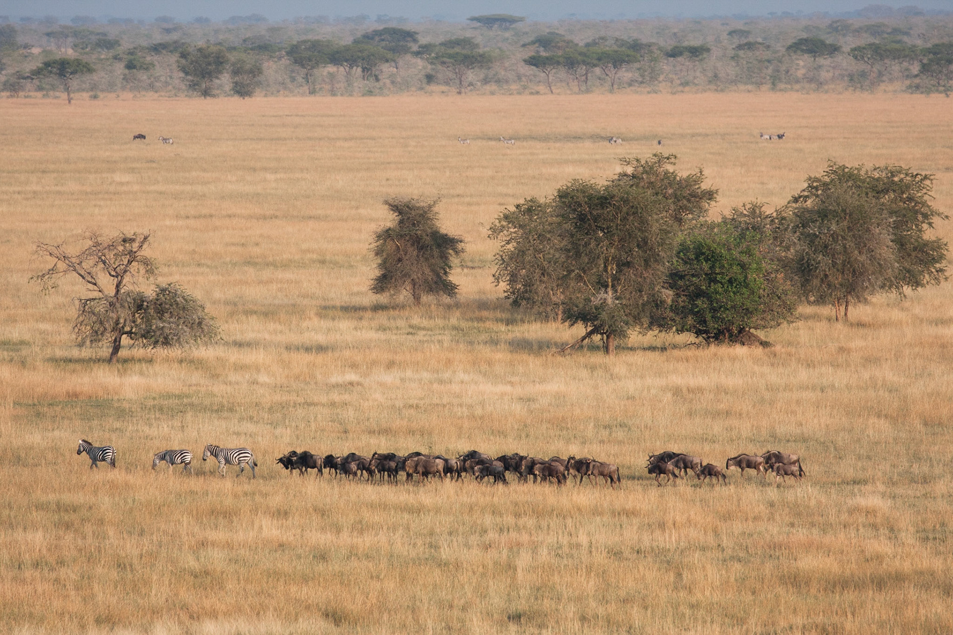 The zebras lead and the wildebeest follow