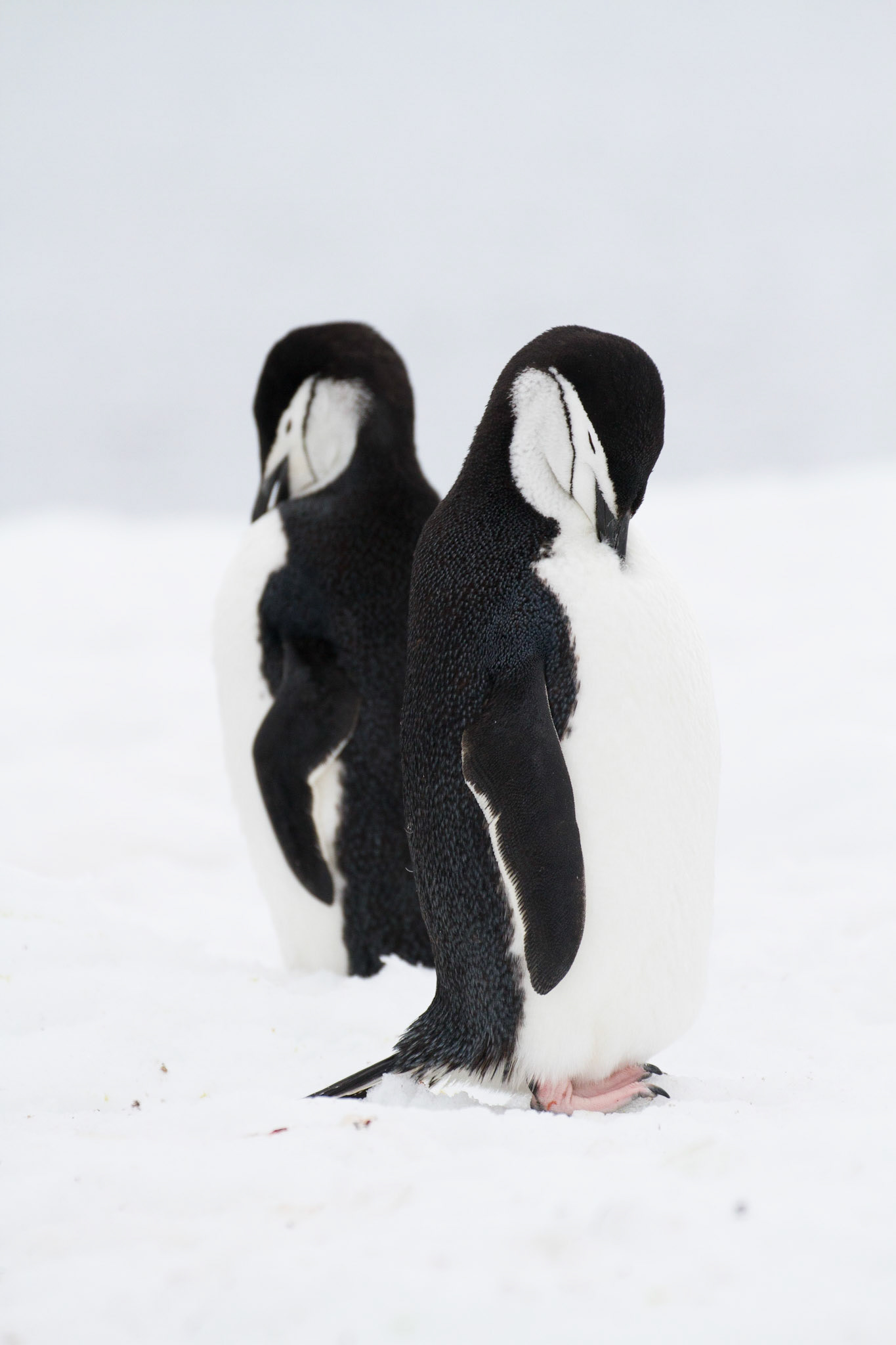 Chinstraps on Half Moon island