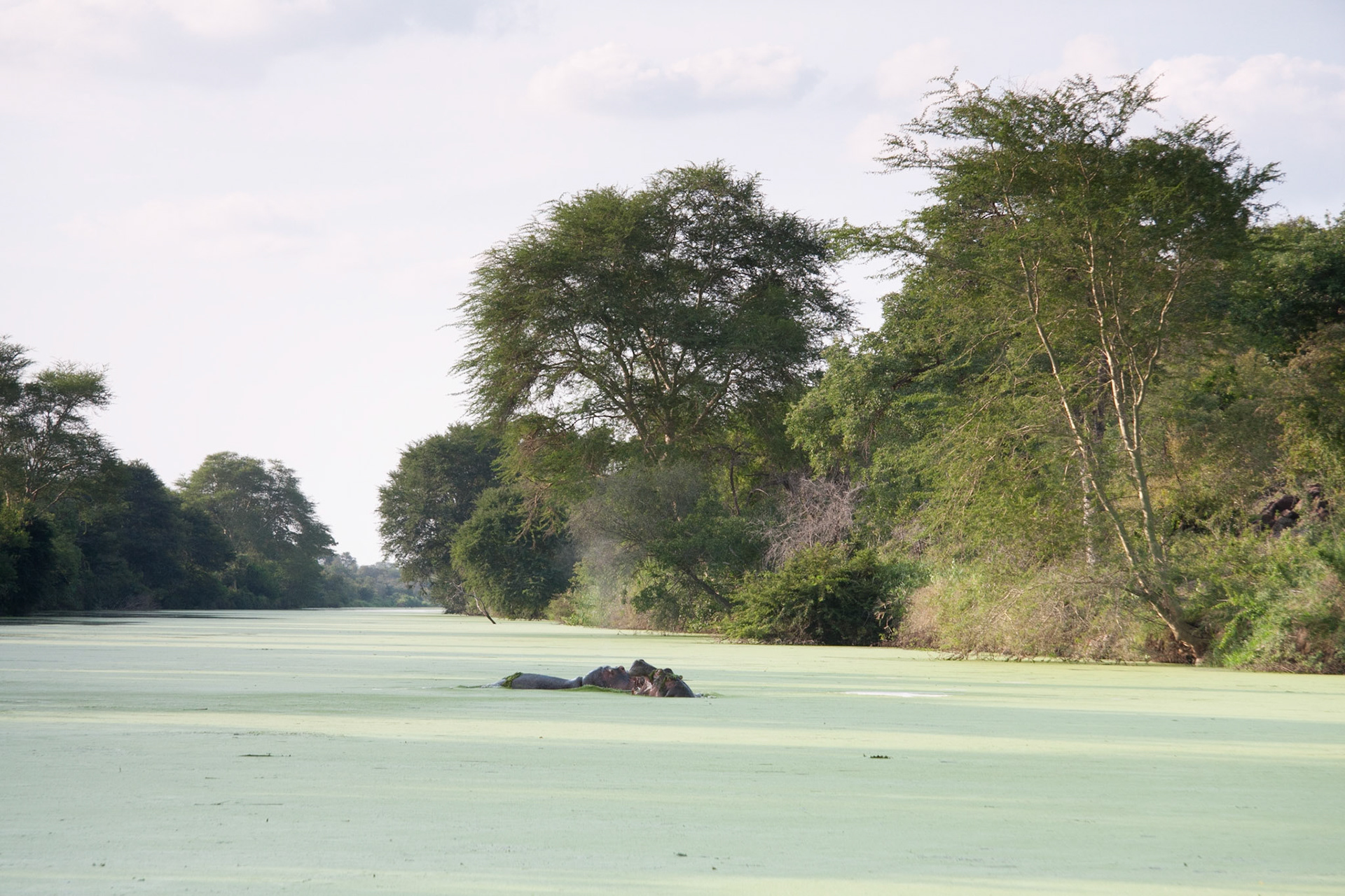 Hippos in the Wanetsi River