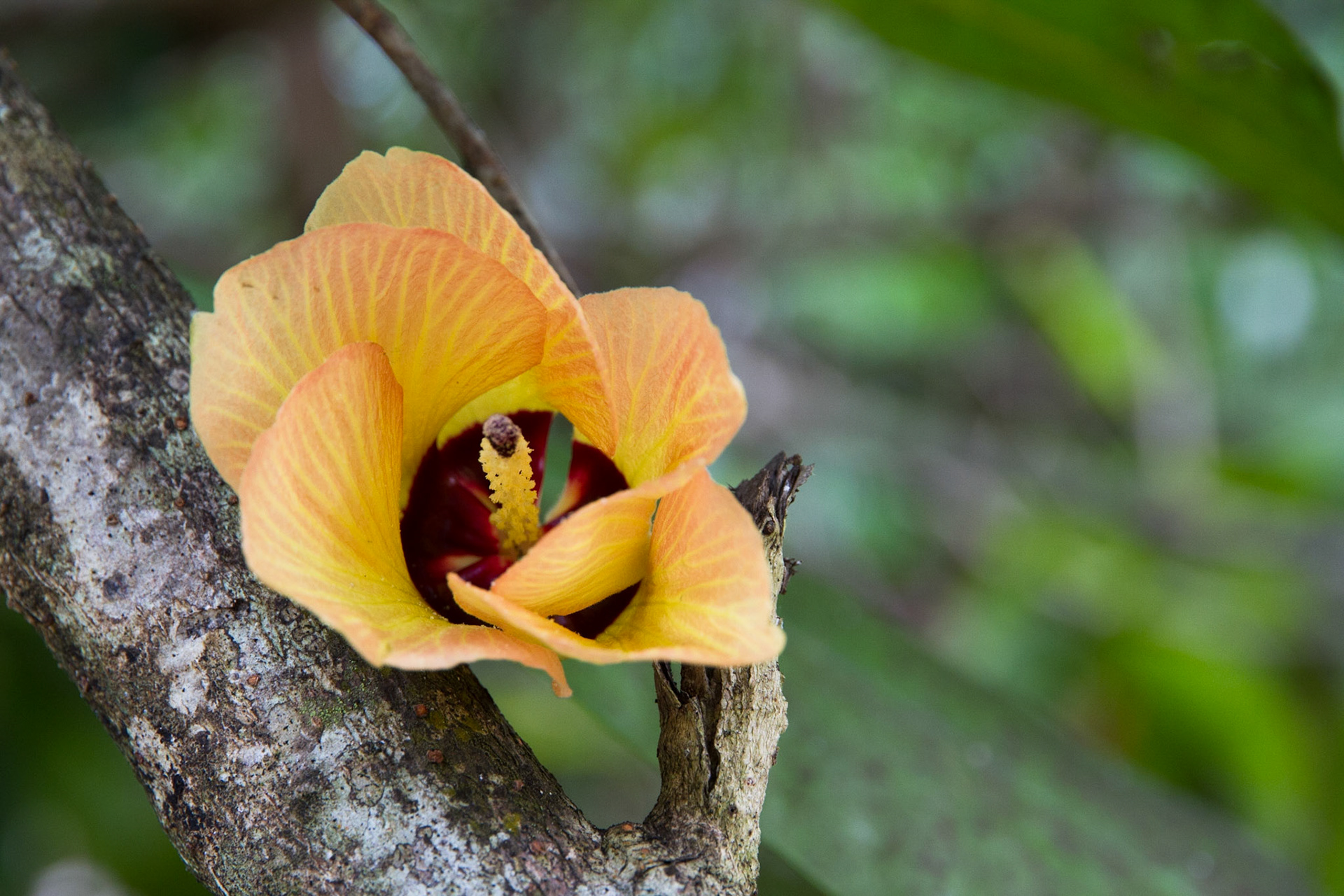 Local flower caught in a branch