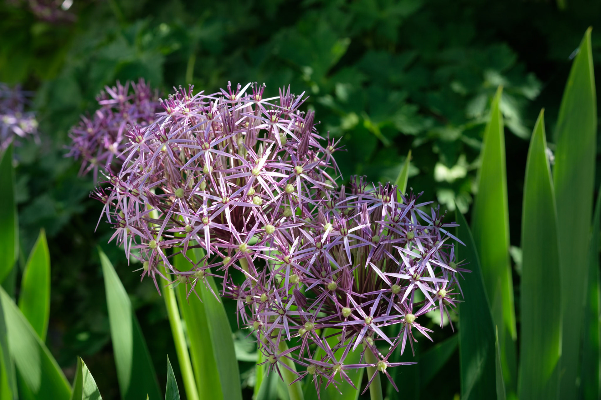 Alliums