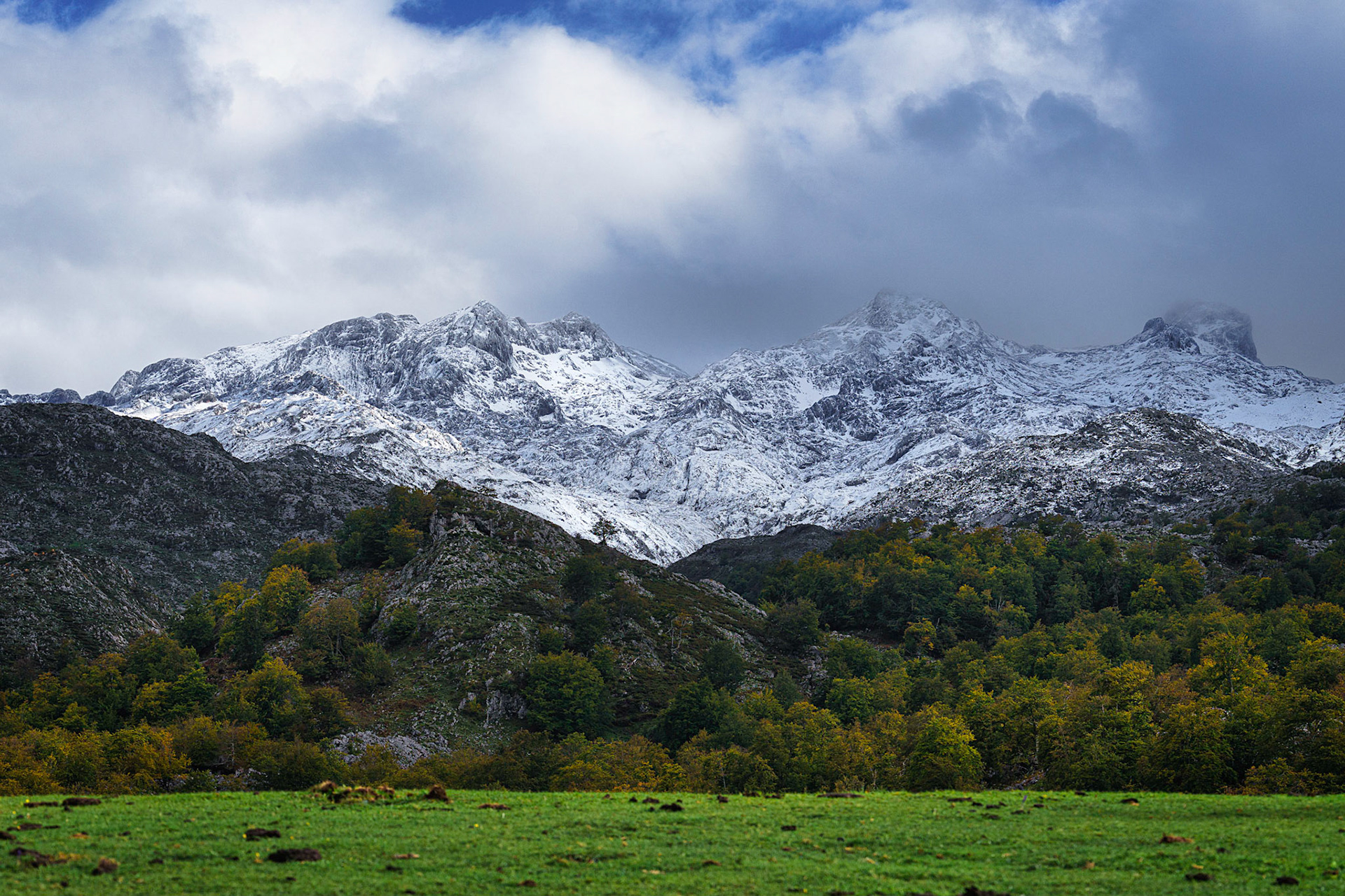 THE TREE AND THE MOUNTAINS