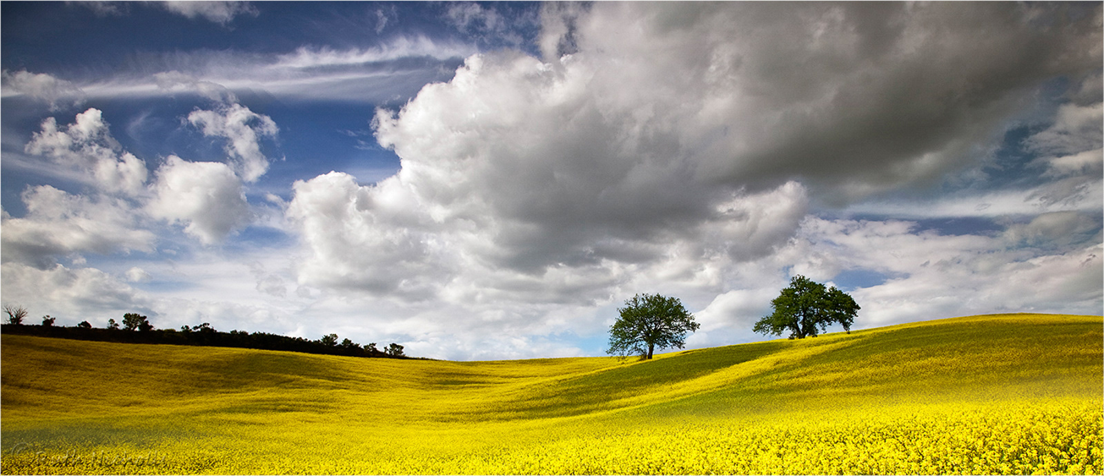 Field of Gold