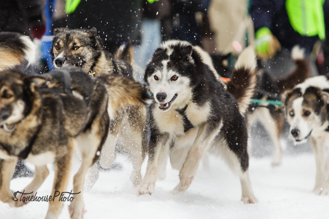 Commercial & Editorial Photography Hannah Stonehouse Hudson Dogs of