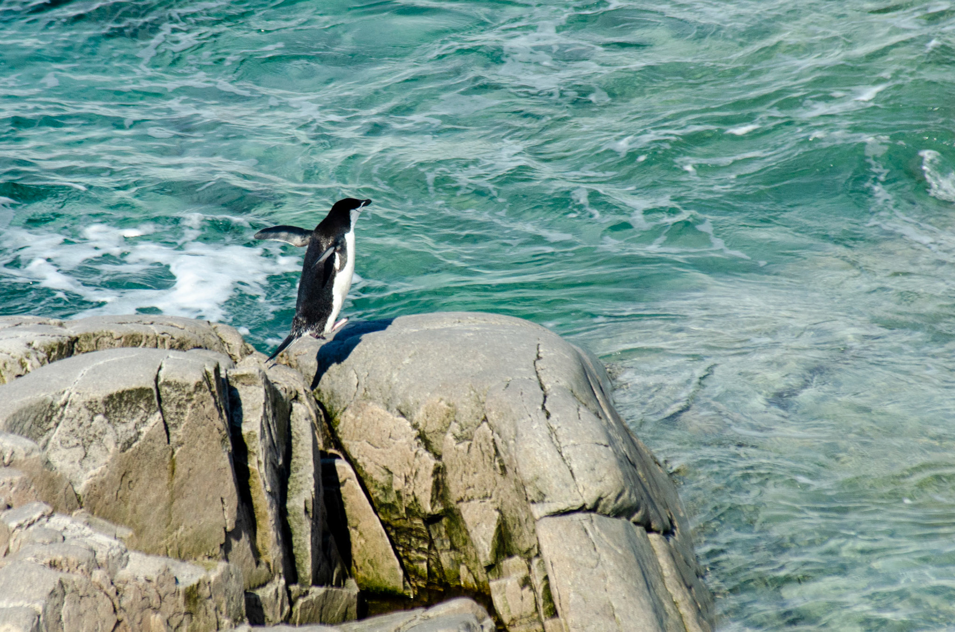 Pygoscelis antarctica