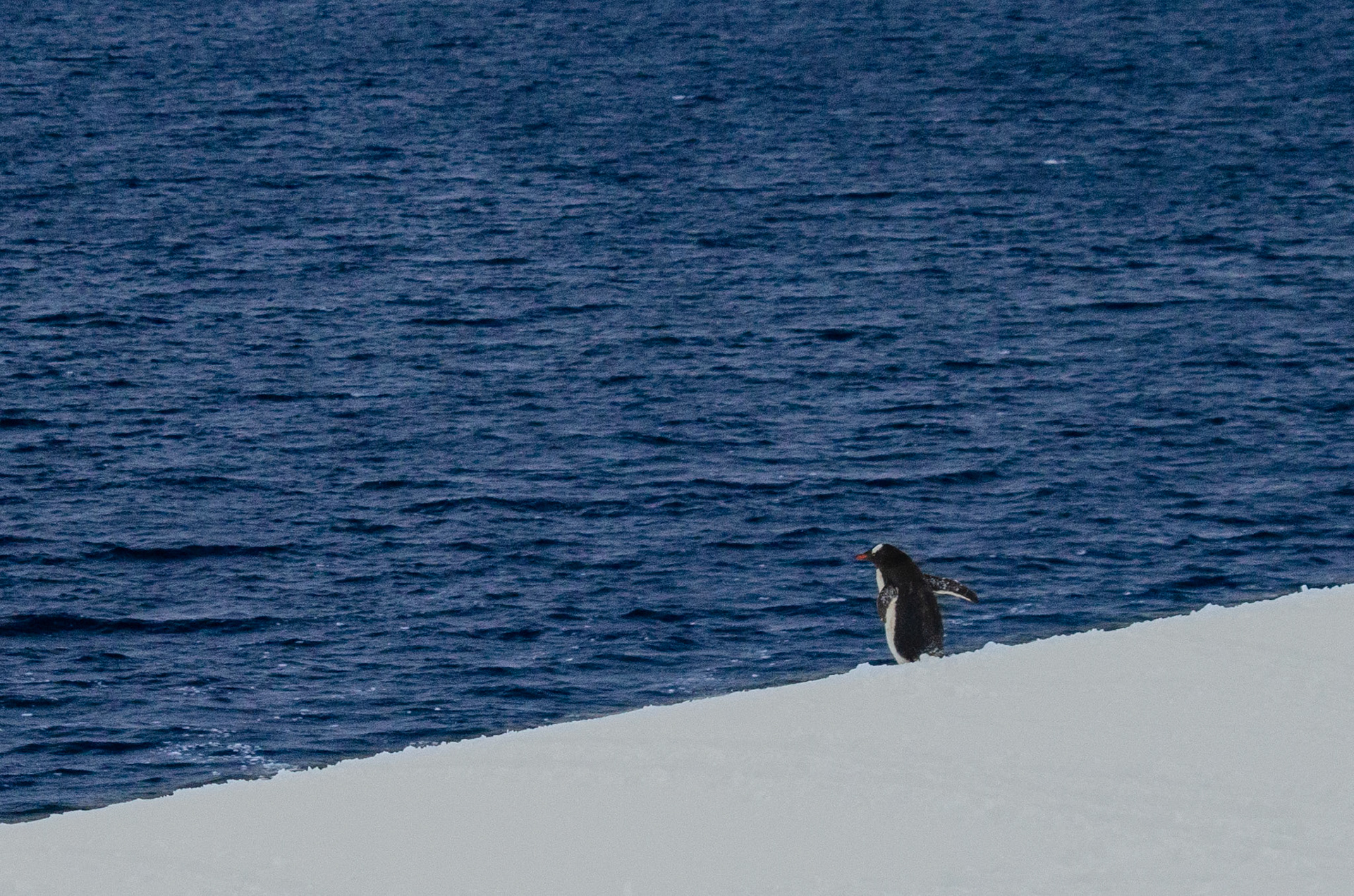 Gentoo Heads to the Water